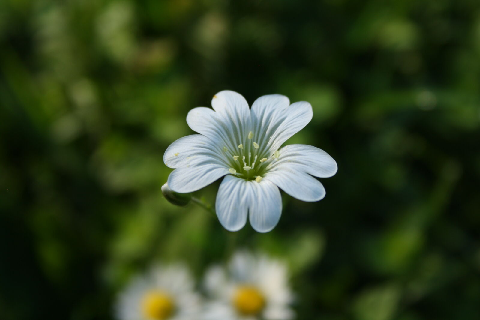Canon EF-S 18-55mm F3.5-5.6 II sample photo. White, petaled, flower, in photography