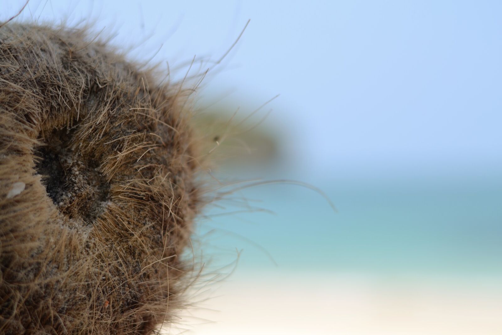 Nikon D3100 sample photo. Koh samui, beach, coconut photography
