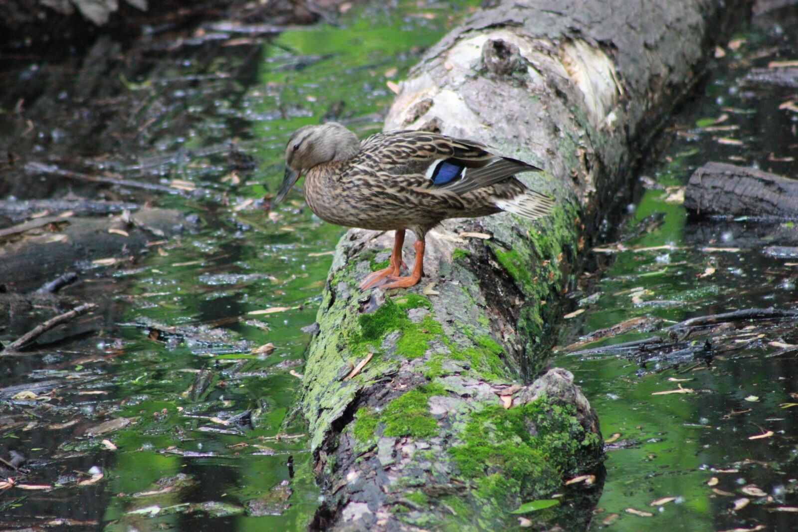 Canon EOS 550D (EOS Rebel T2i / EOS Kiss X4) sample photo. Duck, mallard, pond photography