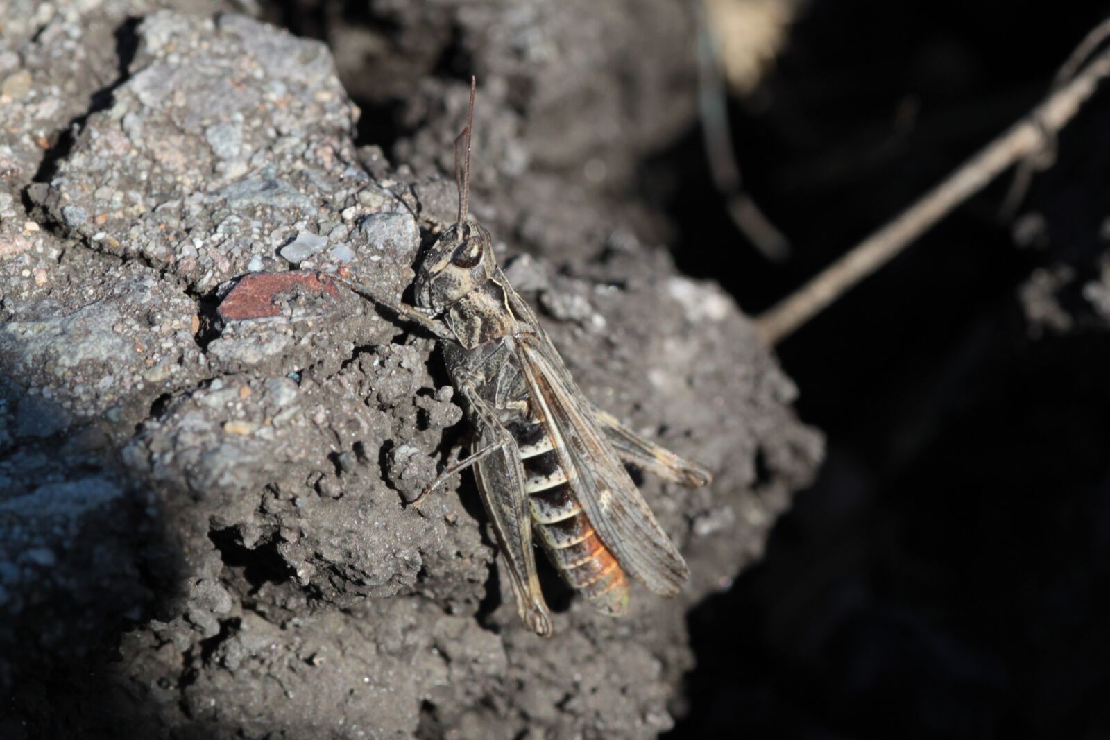Canon EOS 500D (EOS Rebel T1i / EOS Kiss X3) sample photo. Grille, insect, grasshopper photography