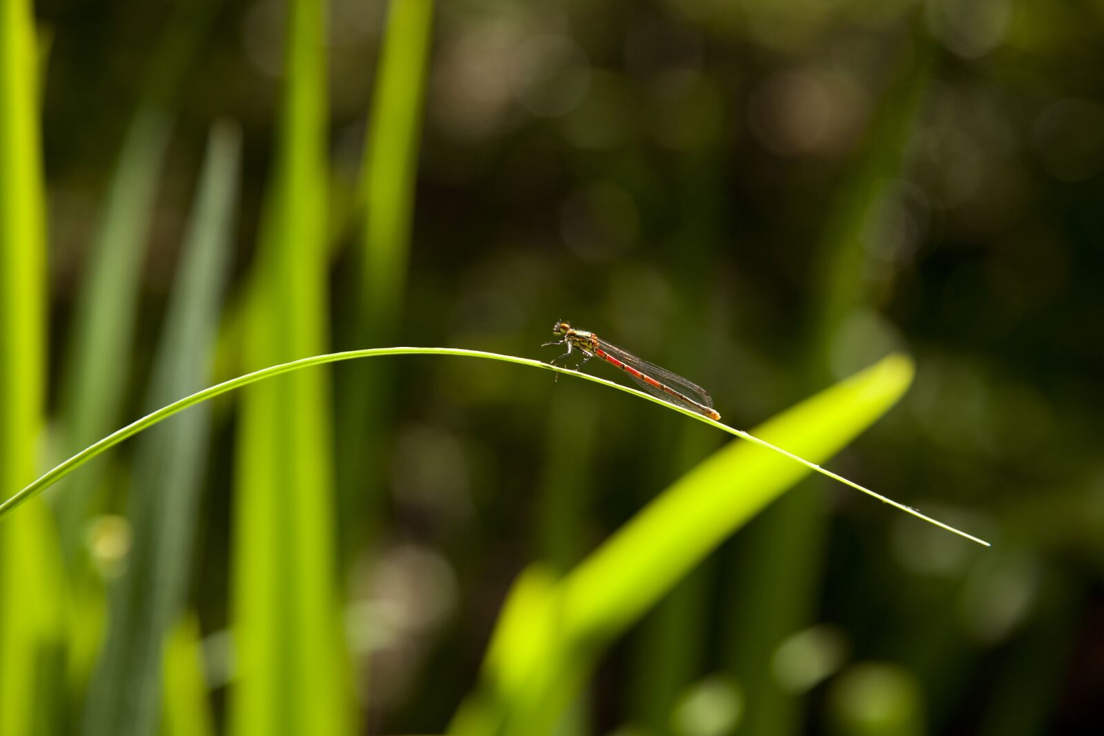 Canon EOS 5D Mark II sample photo. Dragonfly, leaf, insect photography