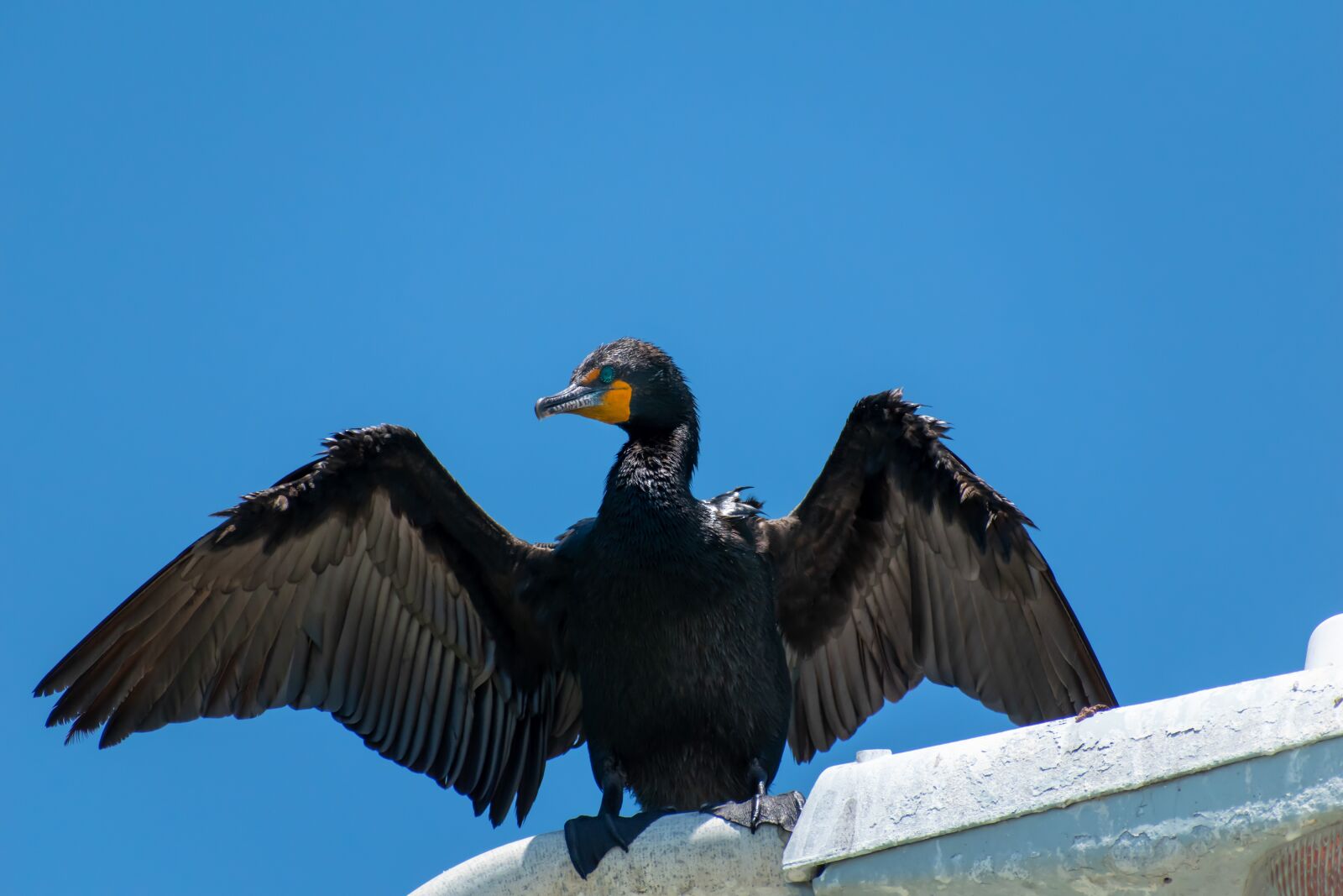 Nikon D3500 sample photo. Sky, bird, freedom photography
