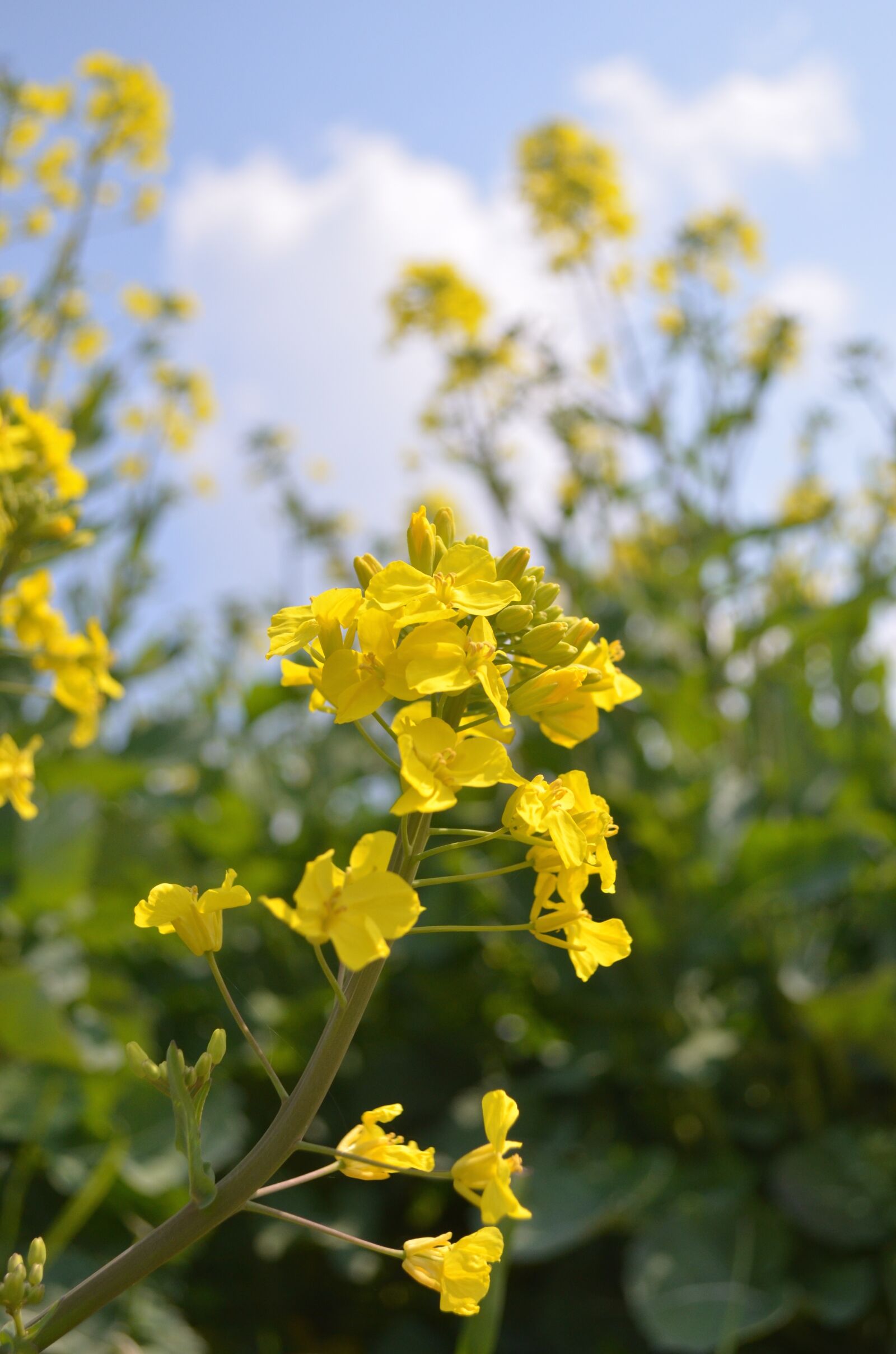 Nikon D5100 sample photo. Rape blossoms, japan, flowers photography