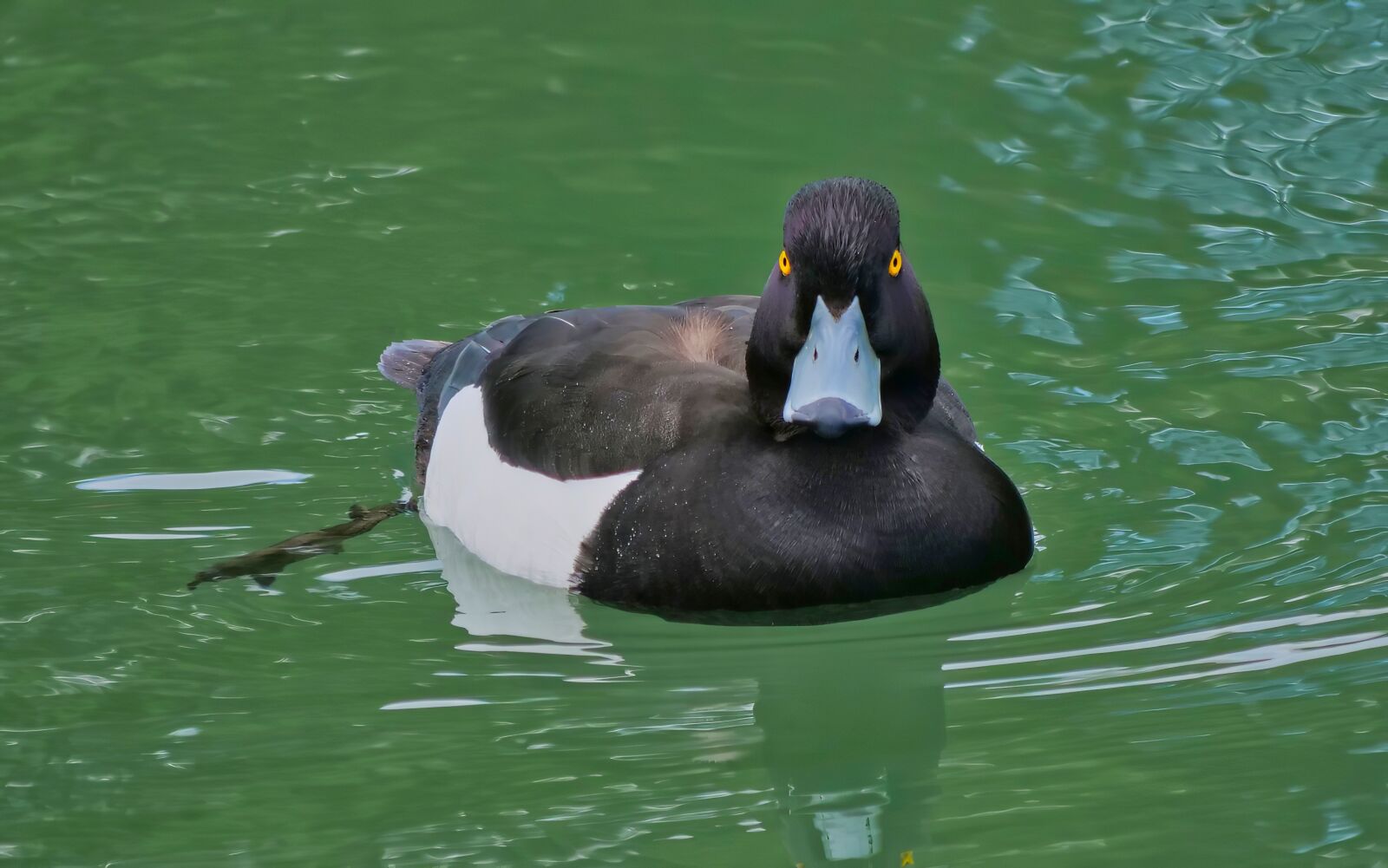 Panasonic Lumix DC-G9 sample photo. Duck, look, water photography