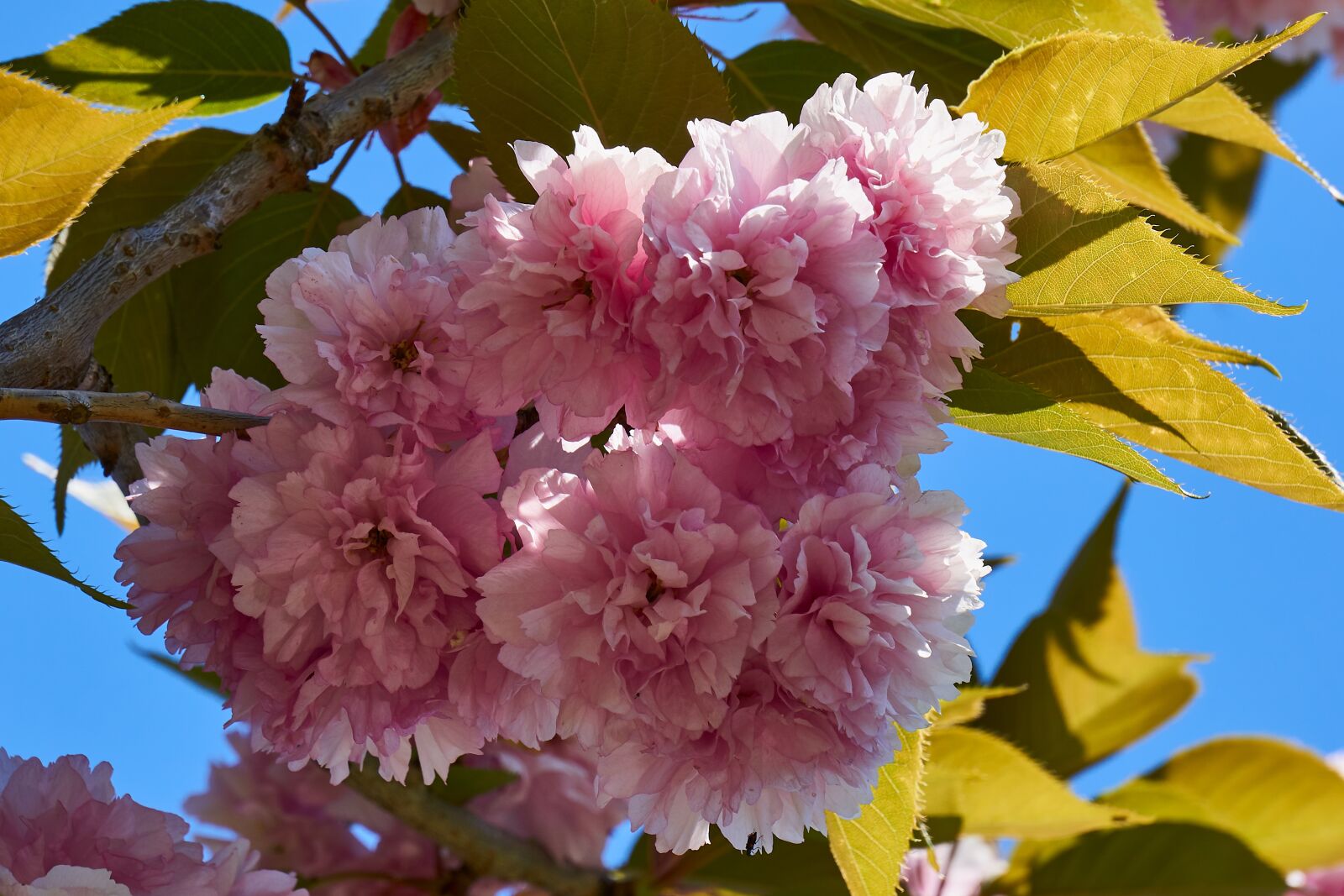 Sony E 55-210mm F4.5-6.3 OSS sample photo. Blossom, bloom, bloom photography