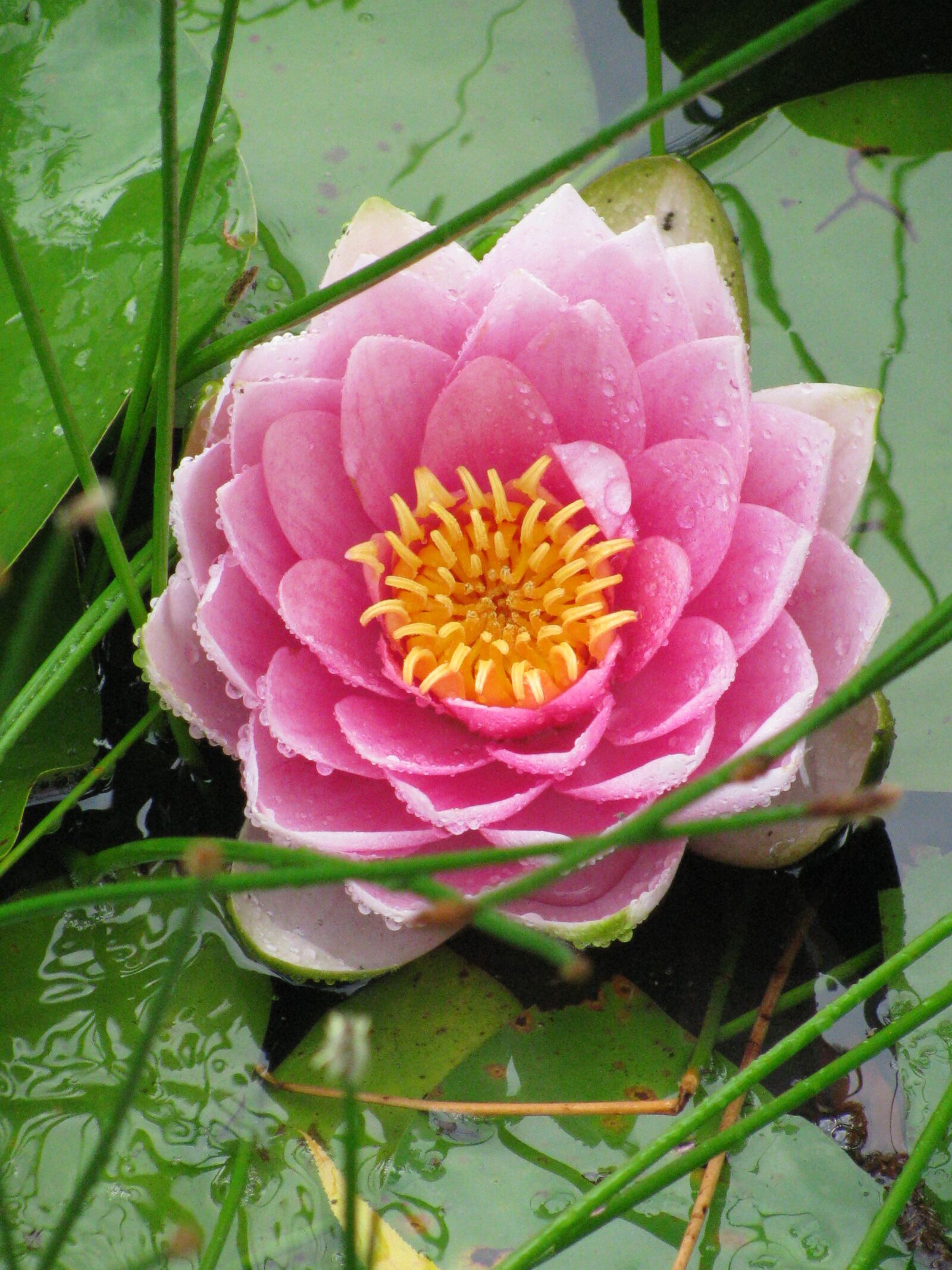 Canon PowerShot SX110 IS sample photo. Water lily, pond, blossom photography