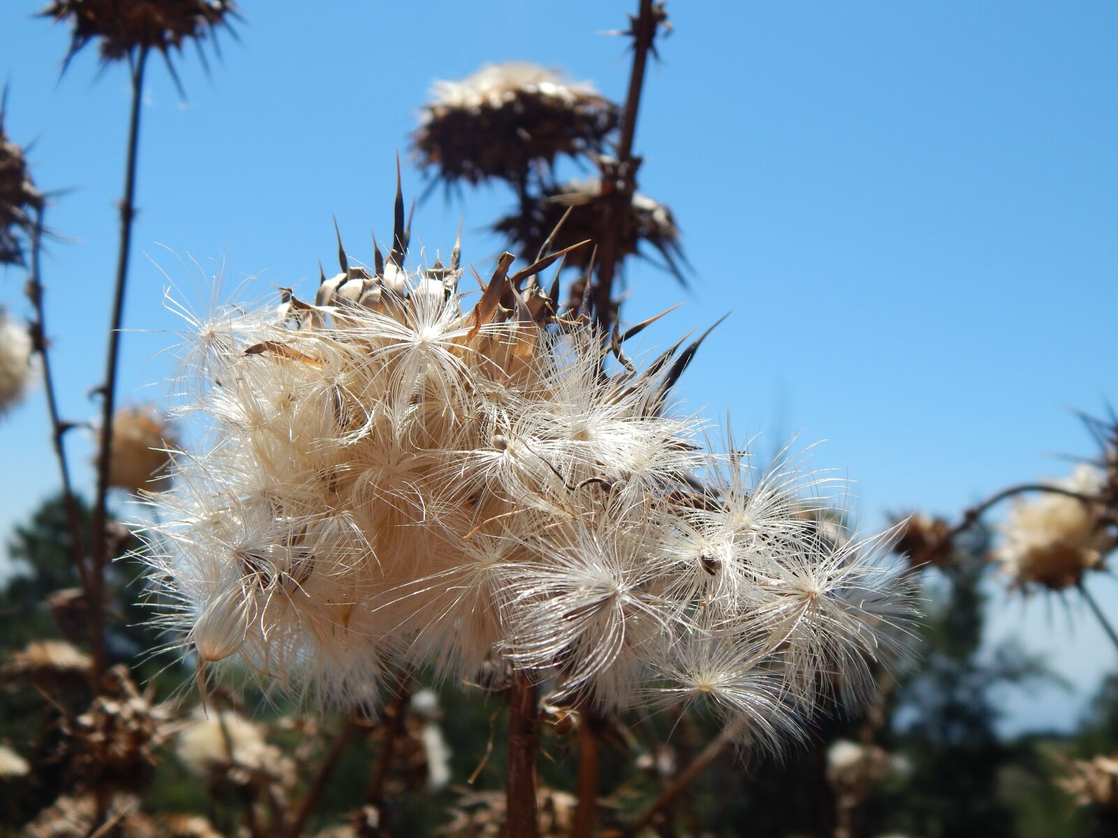 Nikon Coolpix L820 sample photo. Seeds, thistles, summer photography