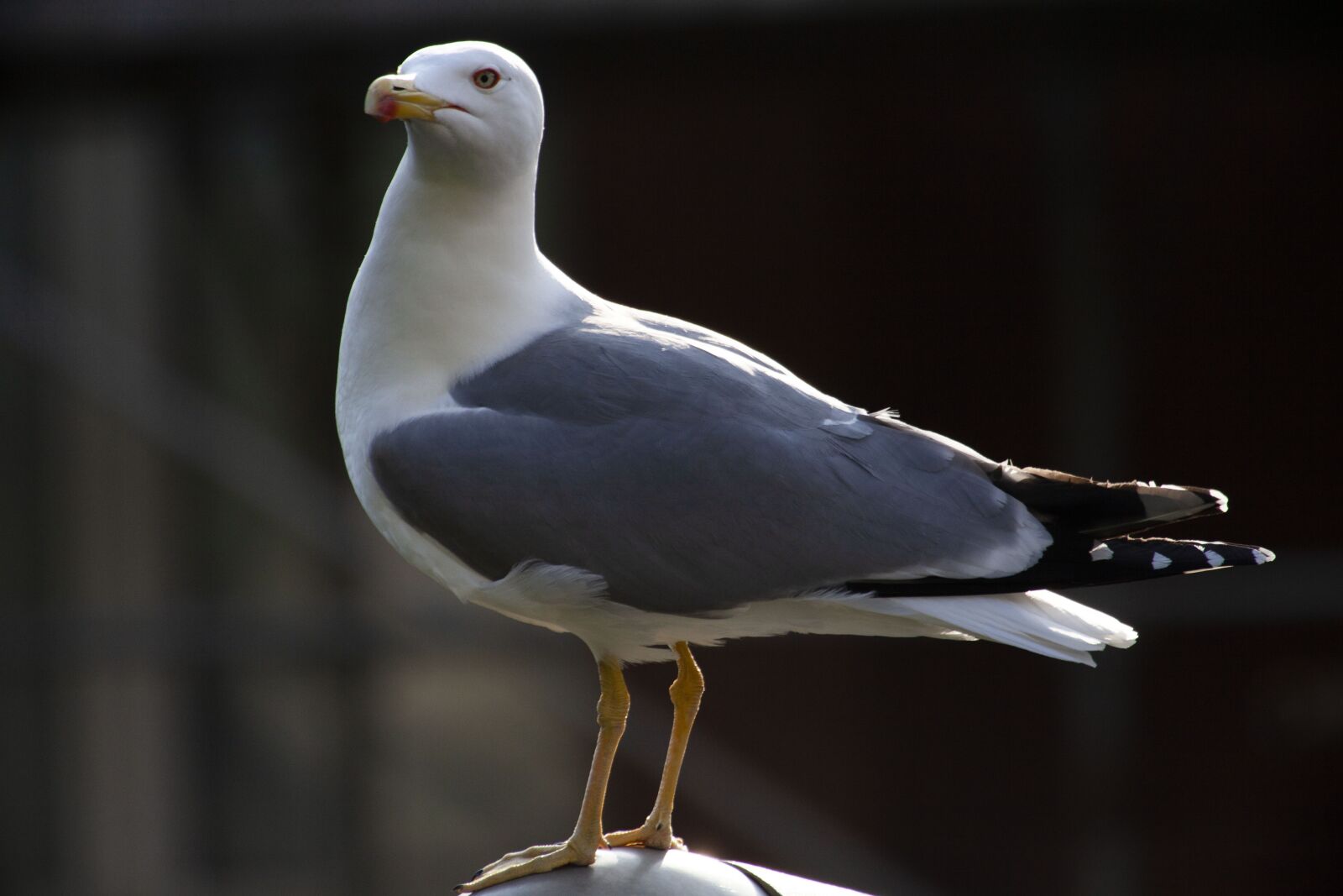 Canon EOS 5D Mark II sample photo. Seagull, bird, ali photography