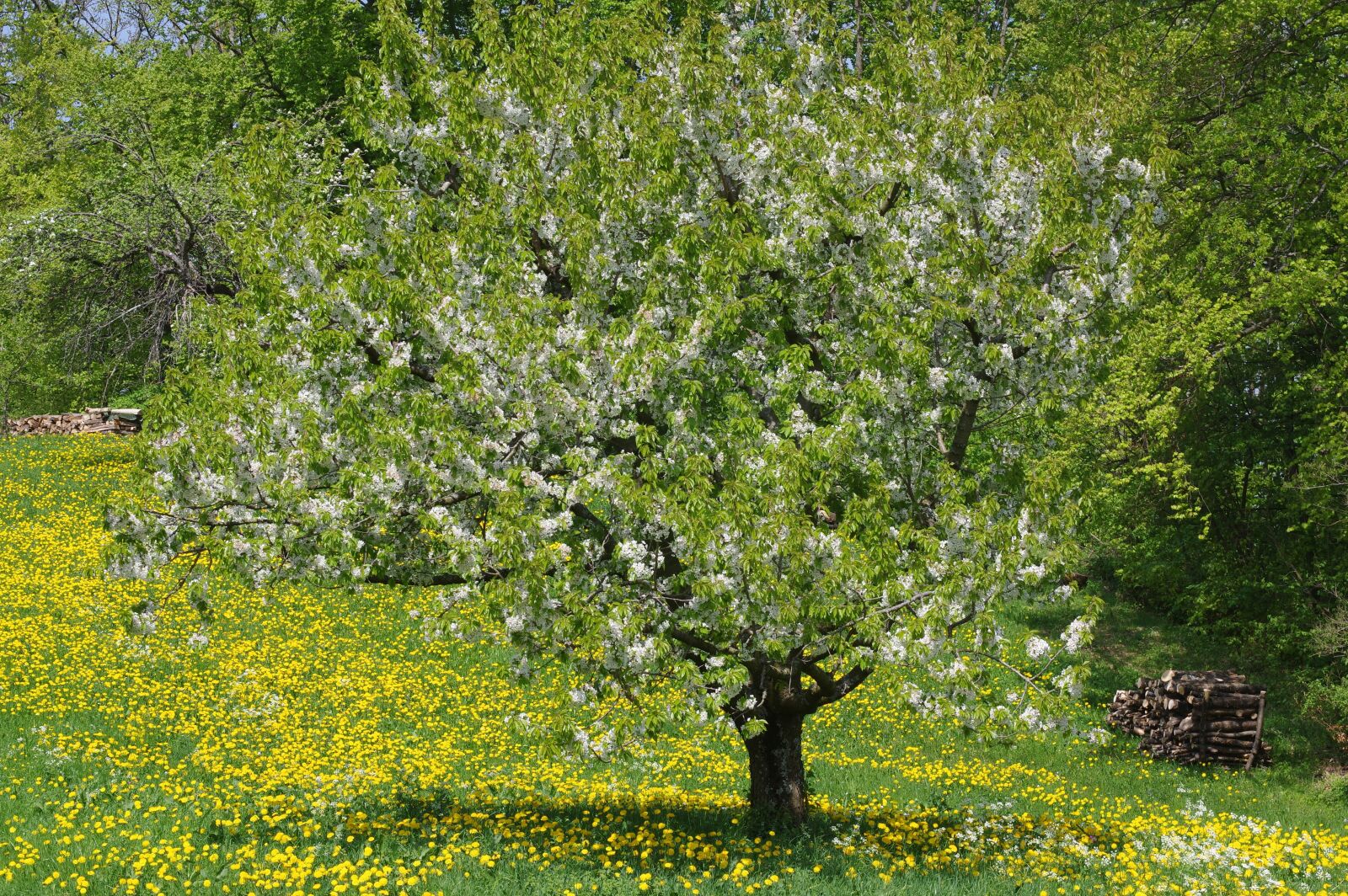 Pentax K-3 sample photo. Landscape, tree, nature photography