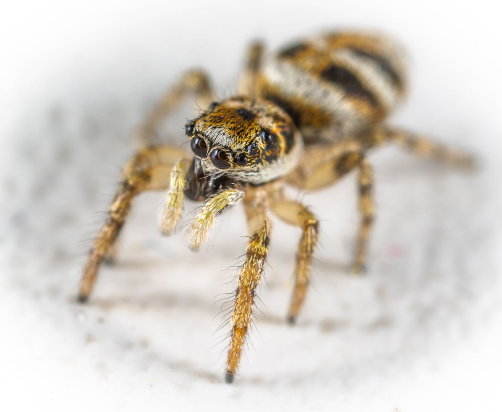 #124 65/2.8 sample photo. Arachnids, spider, spider-racer photography