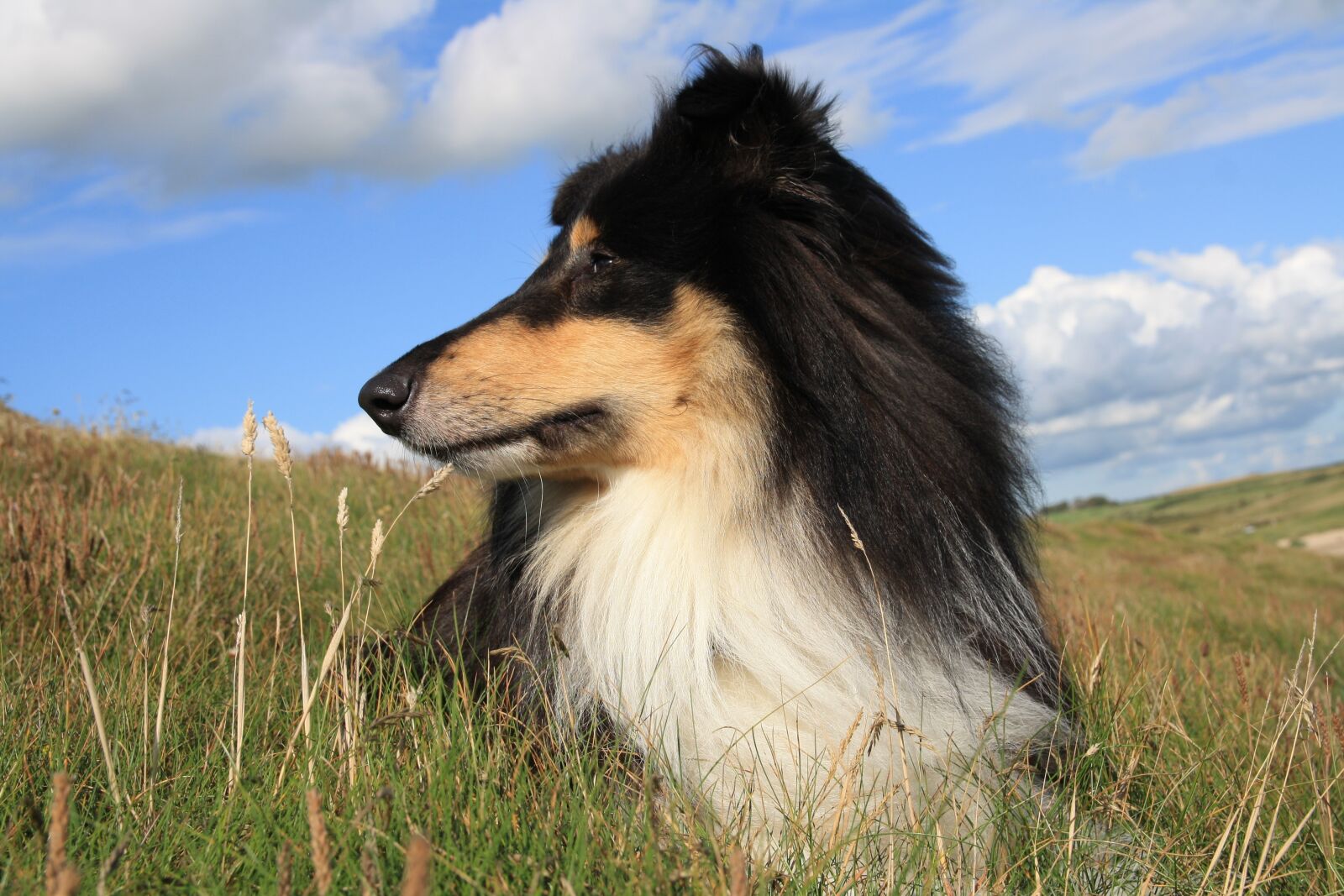 Canon EOS 1000D (EOS Digital Rebel XS / EOS Kiss F) sample photo. Collie, three coloured, british photography