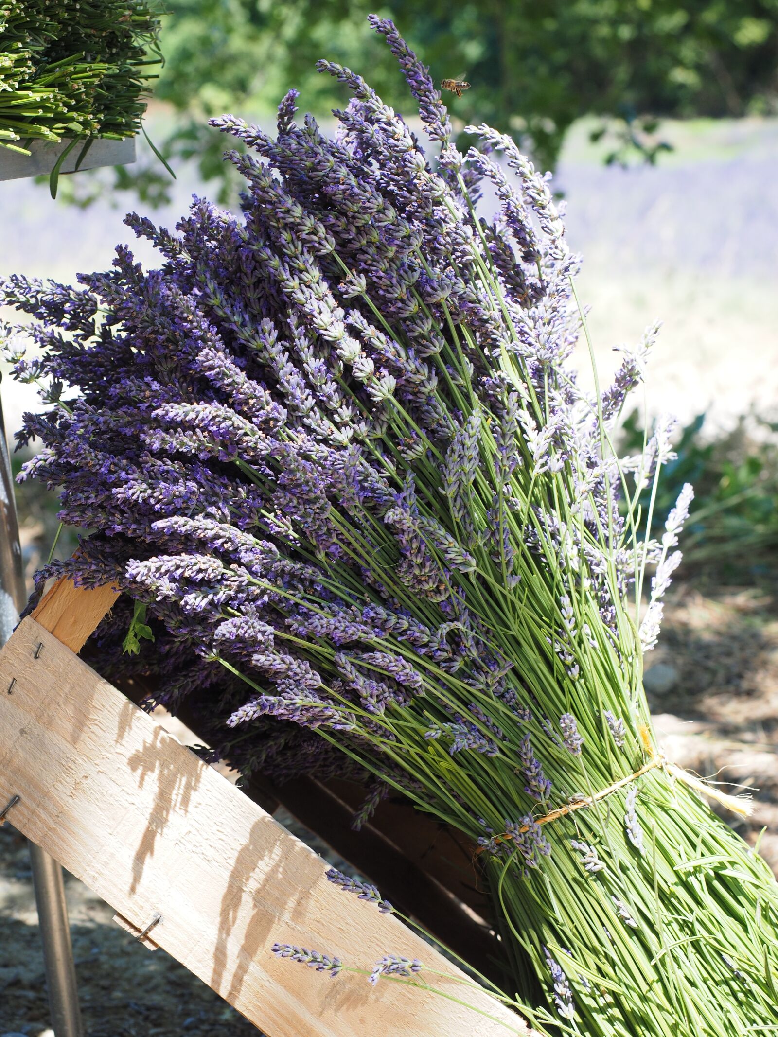 Olympus OM-D E-M1 + Olympus M.Zuiko Digital ED 12-40mm F2.8 Pro sample photo. Lavender, tufts, sale photography