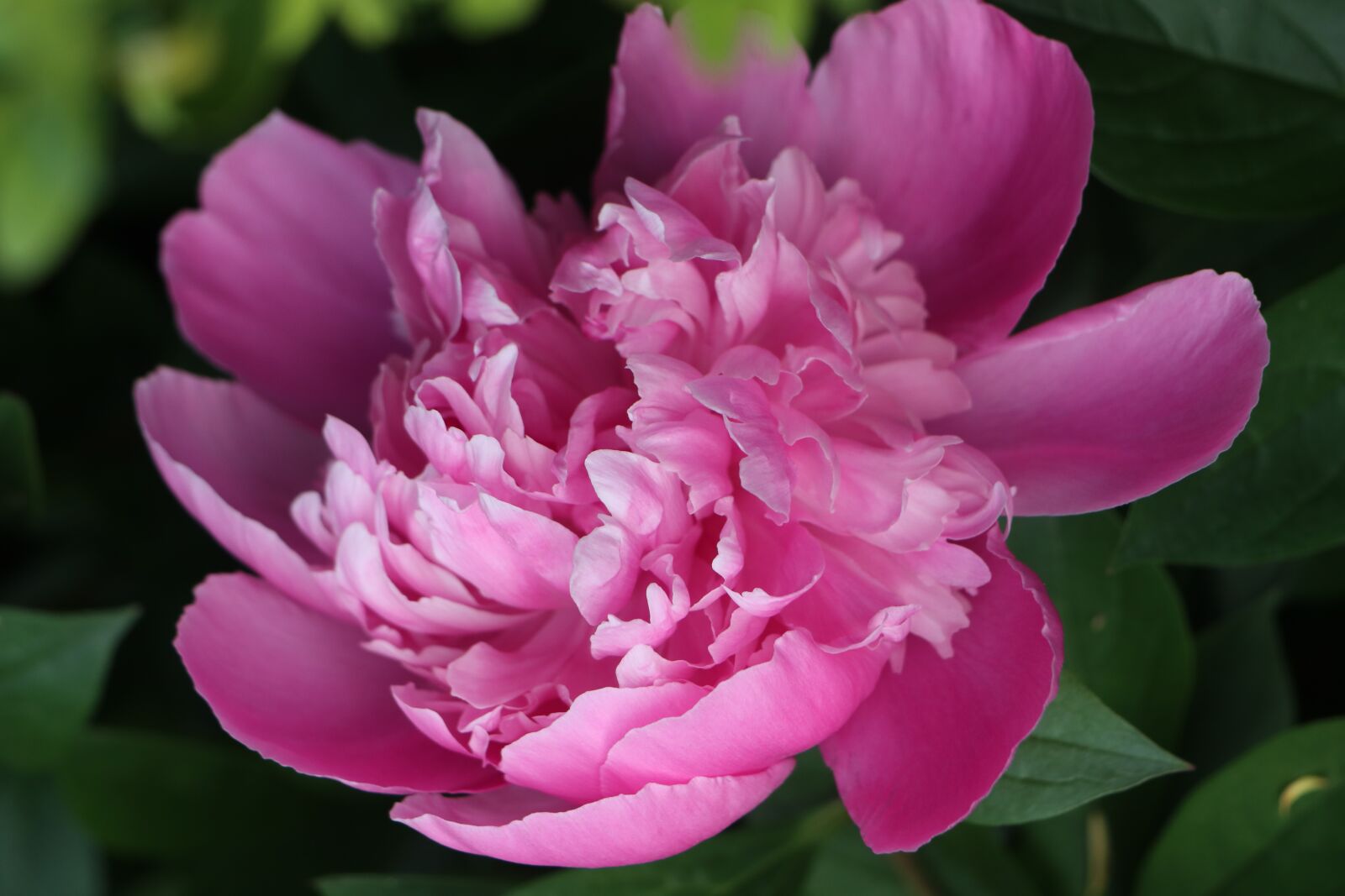 Canon EOS M6 sample photo. Spring, garden, flower photography