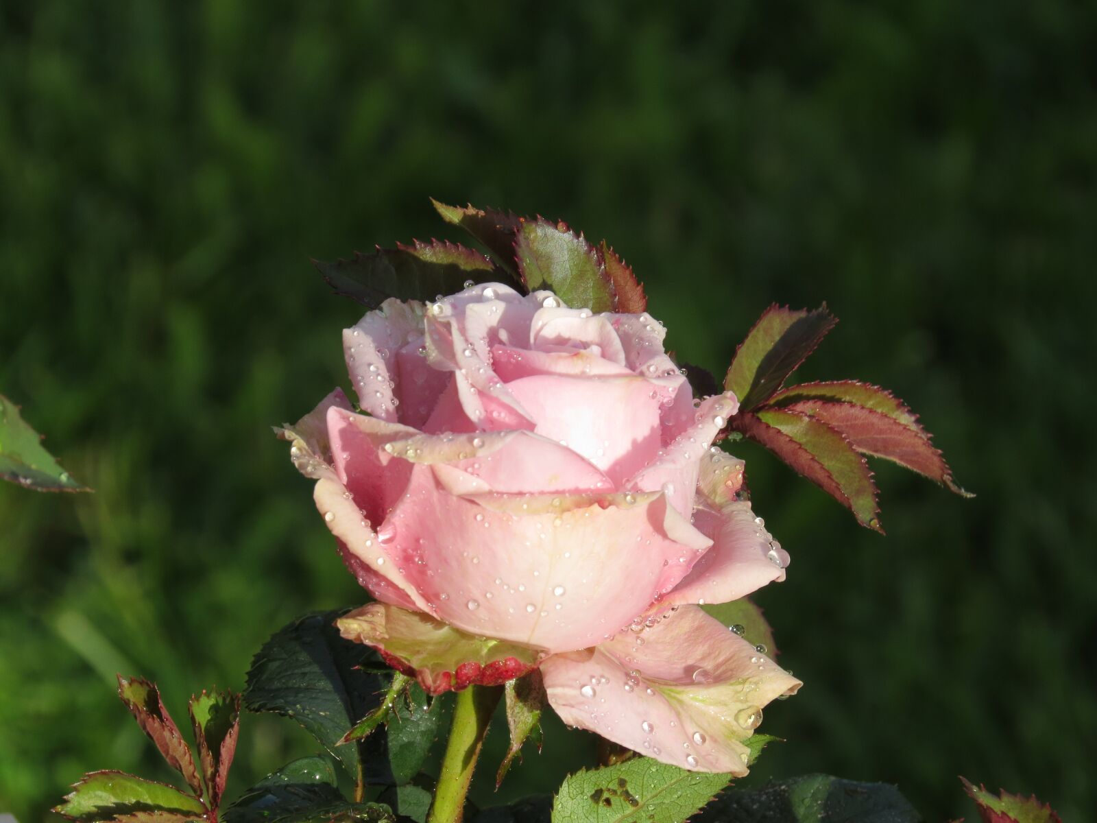 Canon PowerShot SX50 HS sample photo. Rose, flower, blossom photography