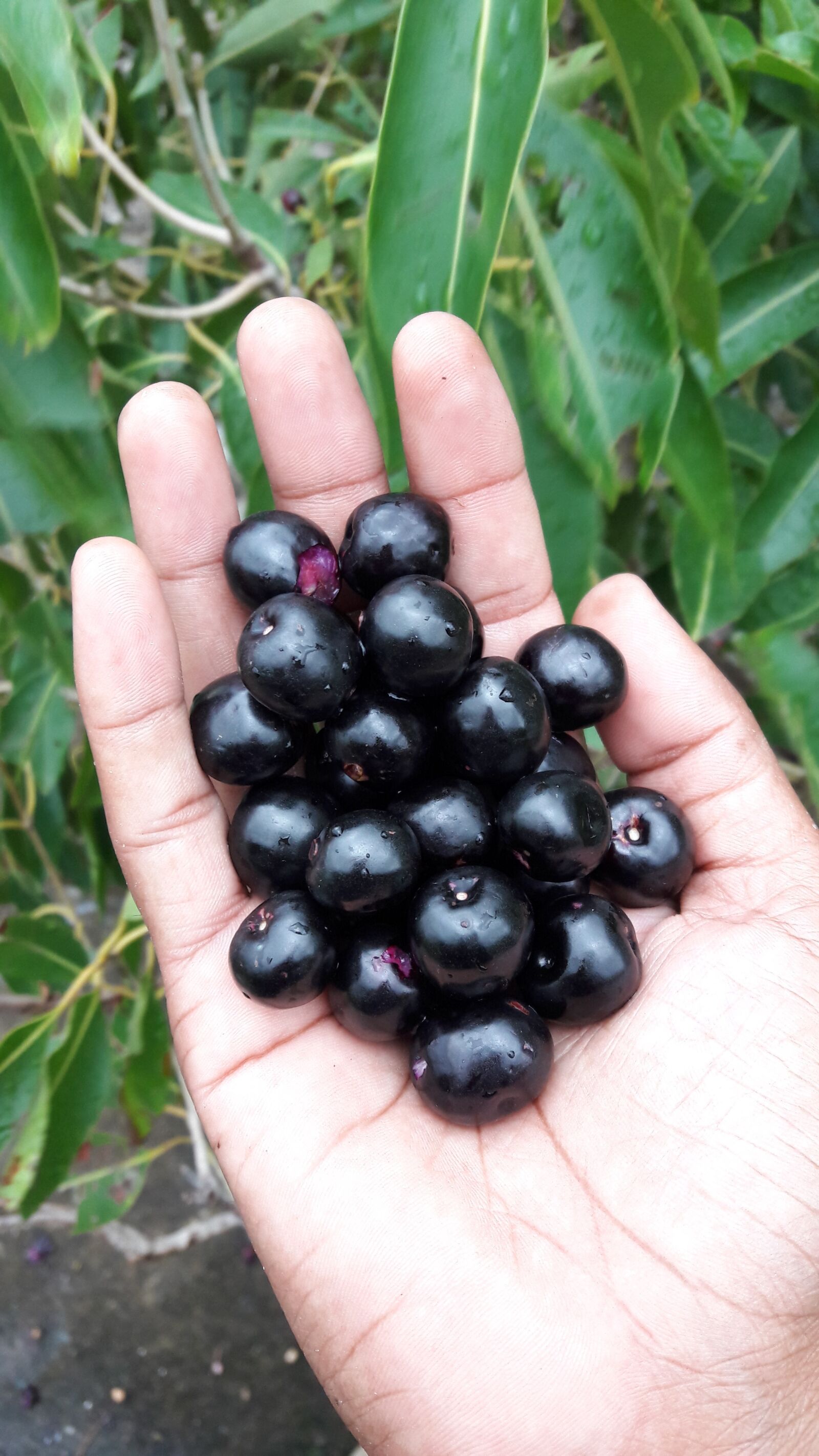 Samsung Galaxy A5(2016) sample photo. Fruit, food, berry photography