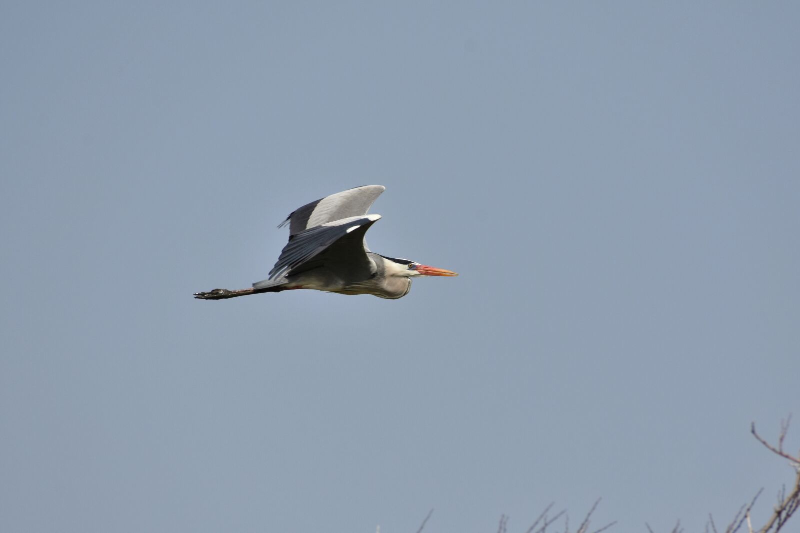 Nikon D7200 sample photo. Animal, bird, wild birds photography