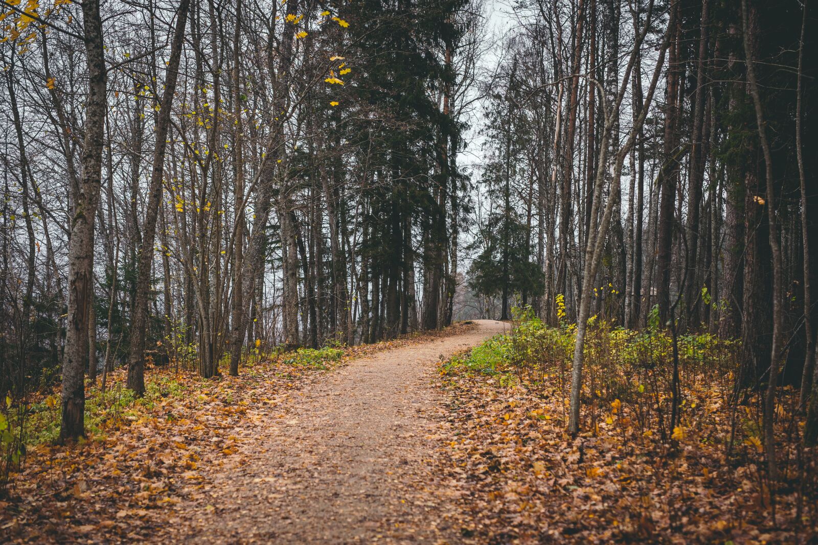 Canon EOS 6D sample photo. Landscape, path, autumn photography
