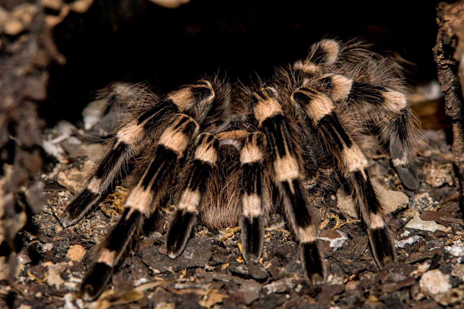 Sony ILCA-77M2 sample photo. Nature, animal world, insect photography