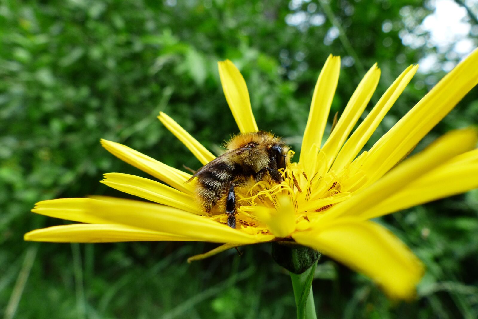 Panasonic Lumix DMC-FZ200 sample photo. Nature, insect, bee photography