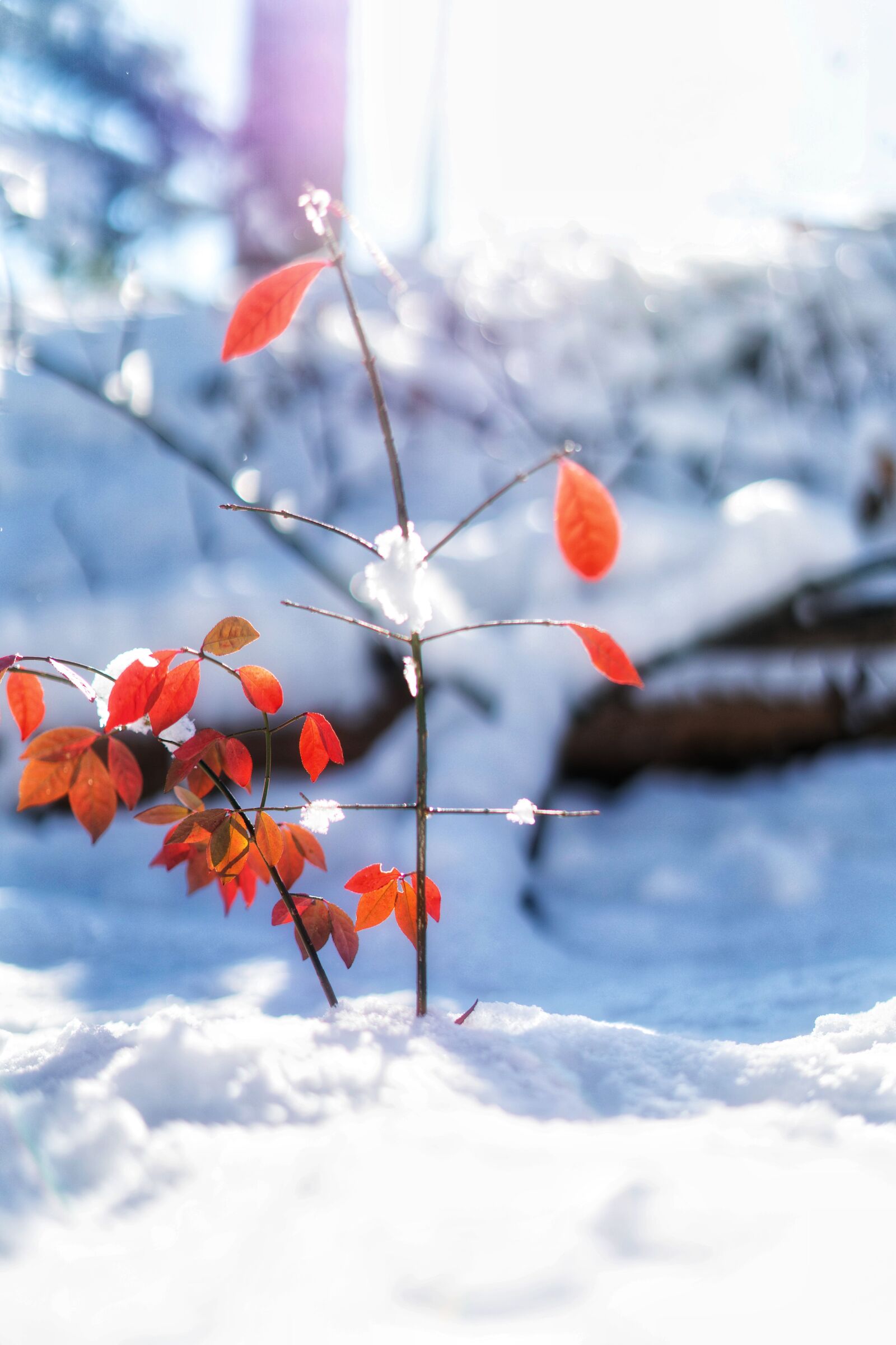 Sony FE 50mm F1 8 Sample Photo VMKUkJtujQ ExploreCams Sony FE 50mm F1 8 Sample Photo VMKUkJtujQ ExploreCams