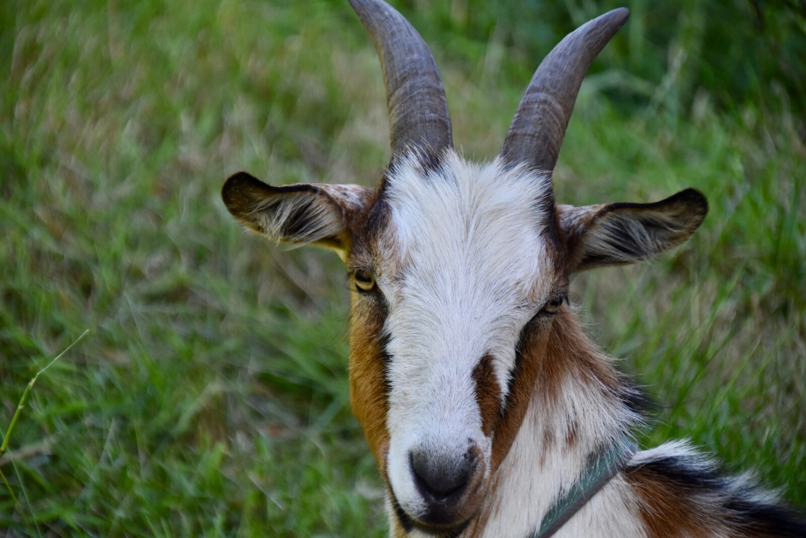 Nikon D5600 sample photo. Goat, goat horns, animal photography