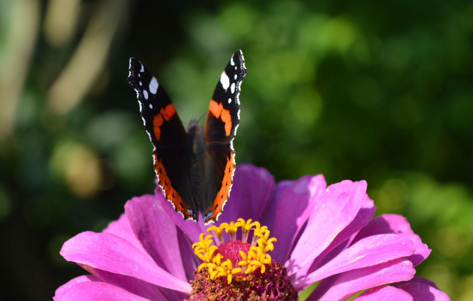 Nikon D3200 sample photo. Butterfly, zinnia, close up photography
