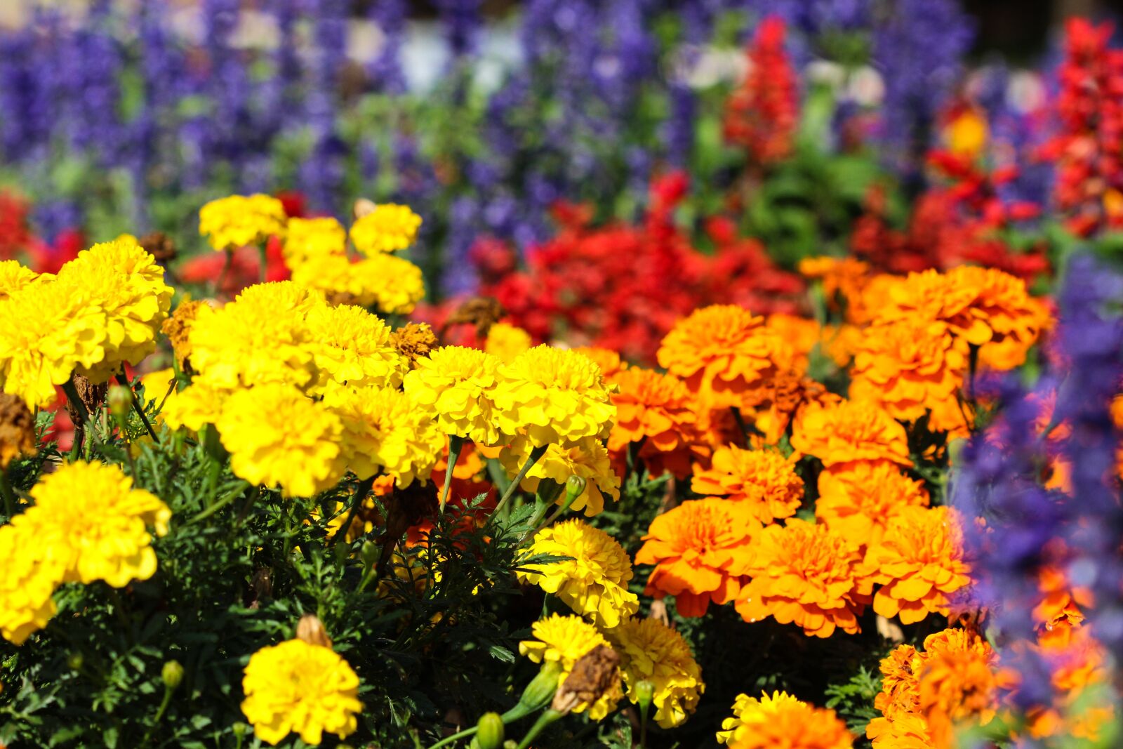Canon EF 100mm F2.8 Macro USM sample photo. Garden, flower, insect photography