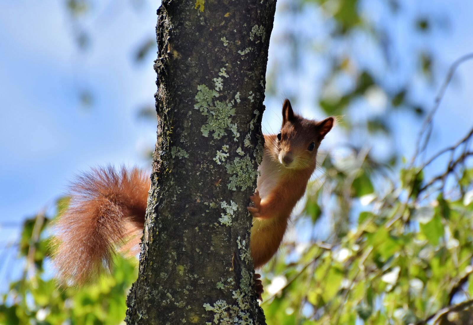 Nikon D7200 sample photo. Squirrel, verifiable kitten, rodent photography