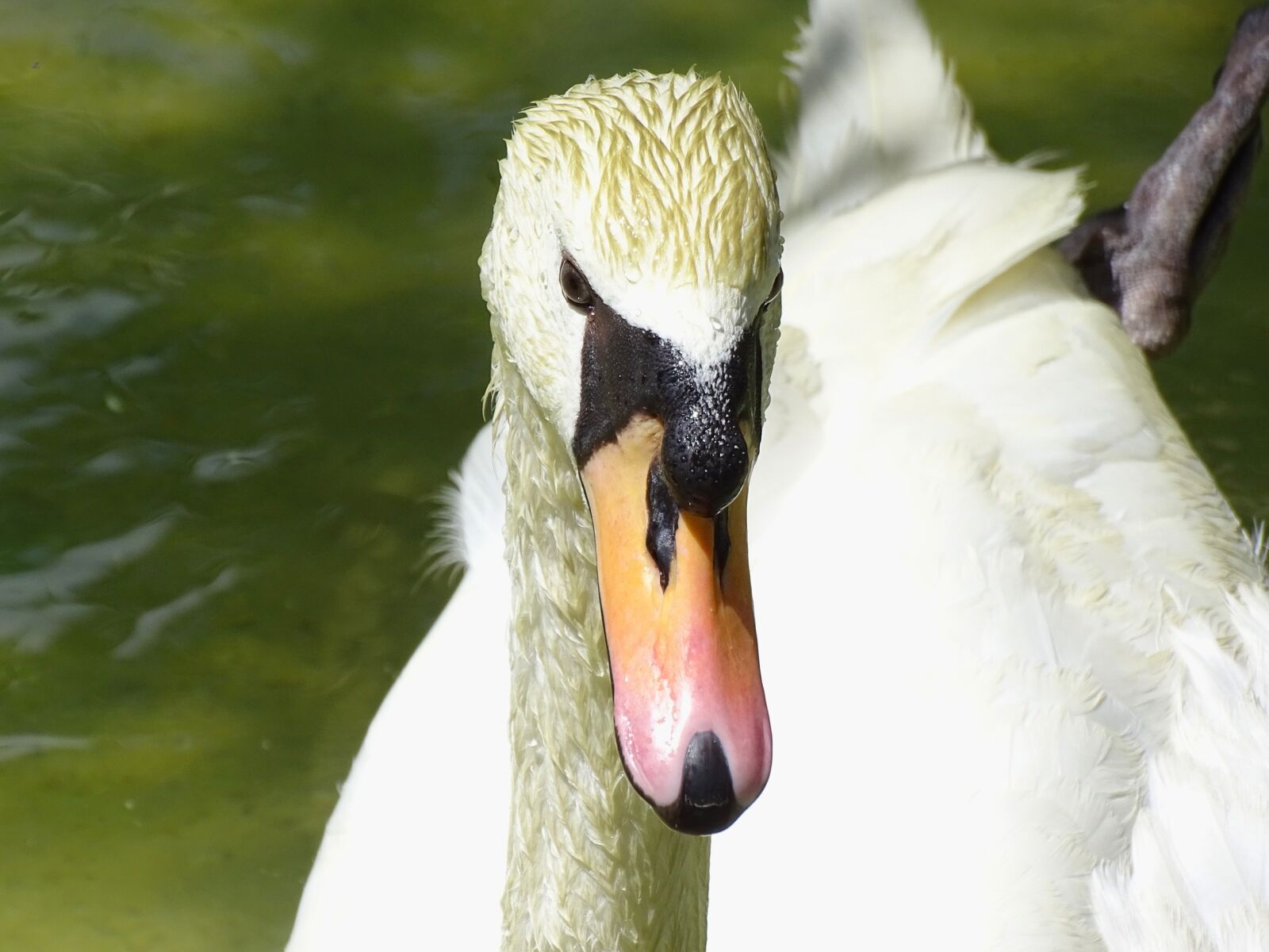 Sony Cyber-shot DSC-HX400V sample photo. Goose, animal, river photography