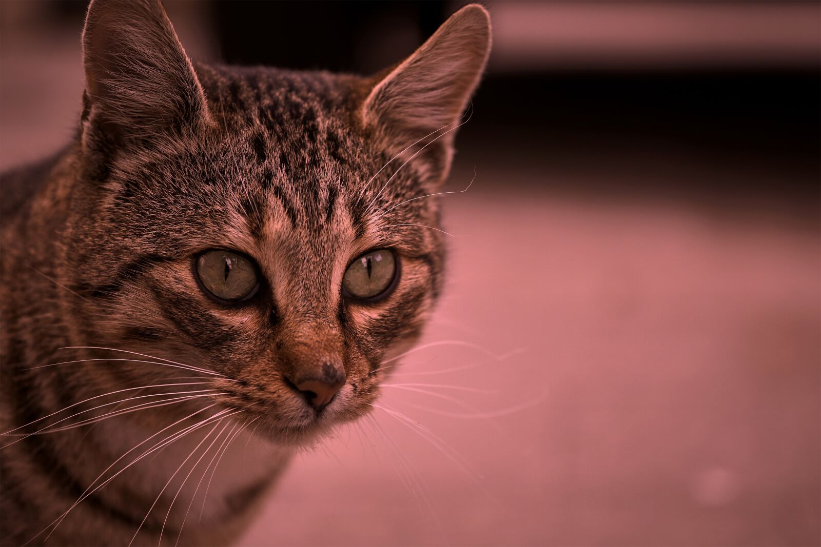 Sony a6000 + E 60mm F2.8 sample photo. Cat, tomcat, out photography