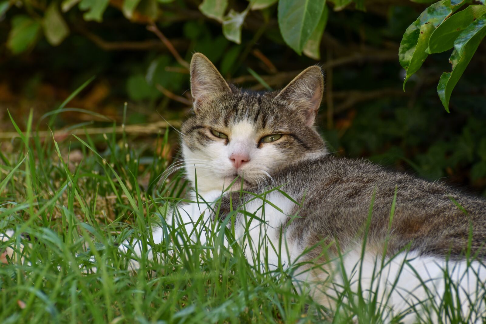 Nikon D5600 sample photo. Pet, cat, feline photography