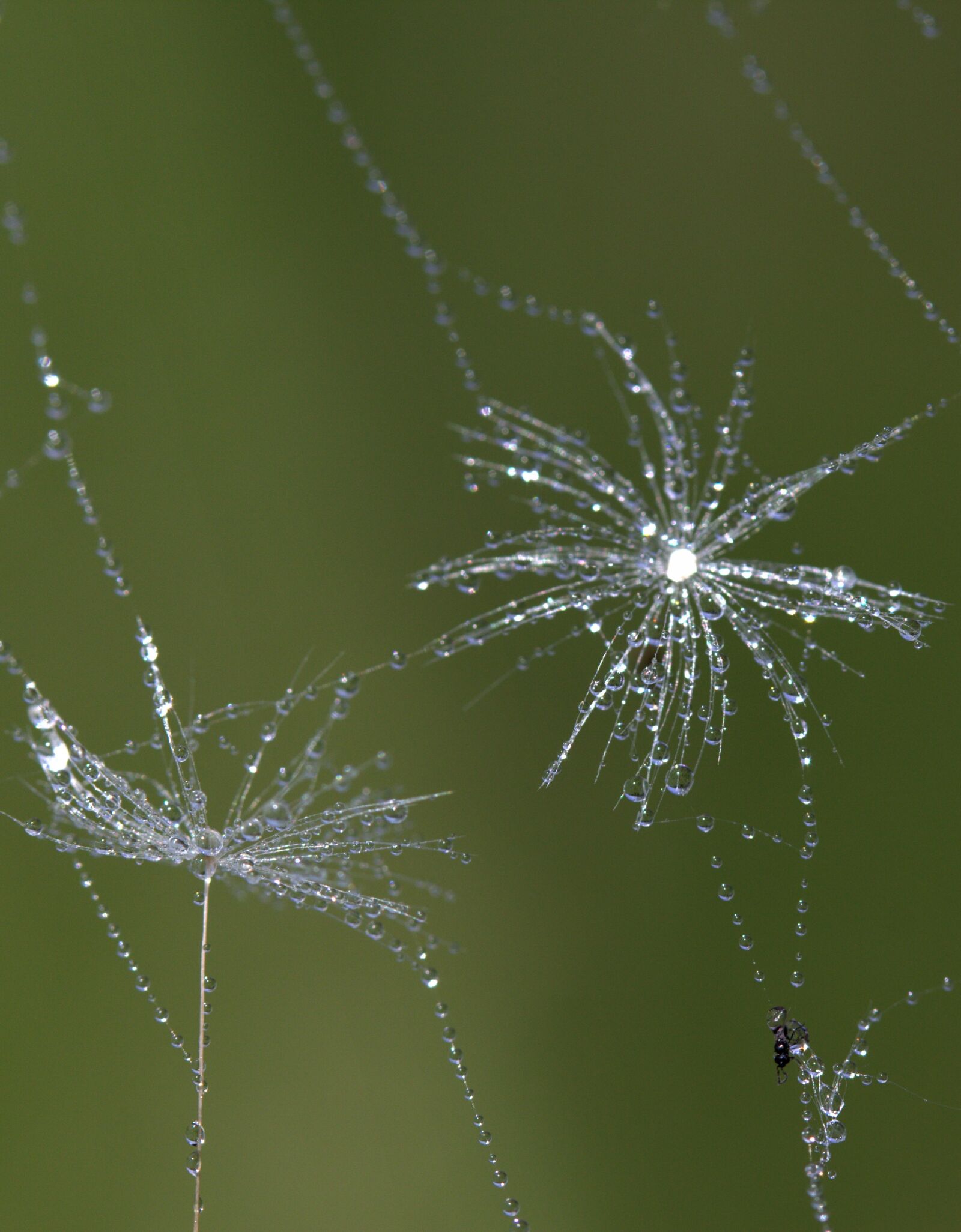 Canon EF-S 60mm F2.8 Macro USM sample photo. Dandelion, spider web, drops photography