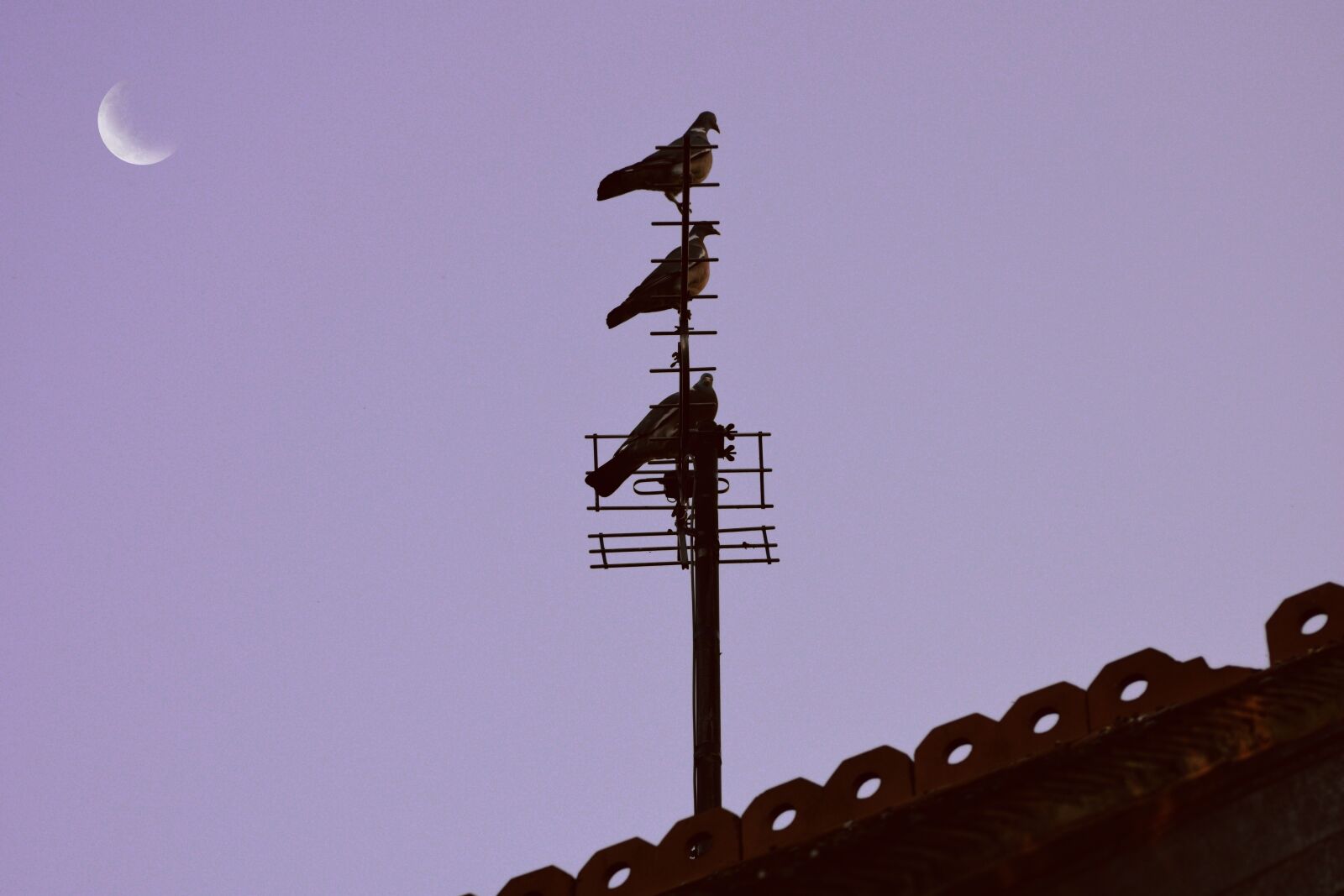 Nikon D3300 sample photo. Pigeon, moon, roof photography