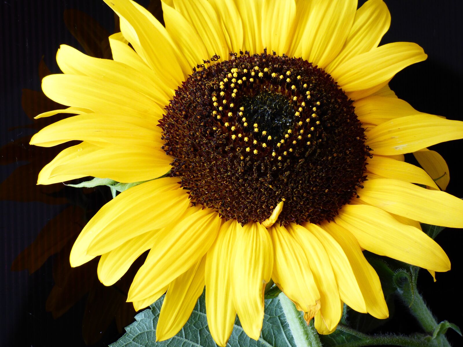 Panasonic DMC-FZ72 sample photo. Sunflower, plant, flower photography