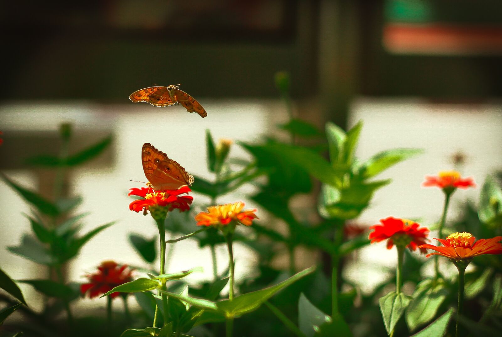 Canon EOS 60D sample photo. Animal, flowers and butterflies photography