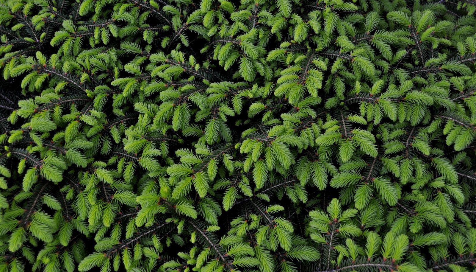 Nikon D5000 sample photo. Needle, garden, conifer photography