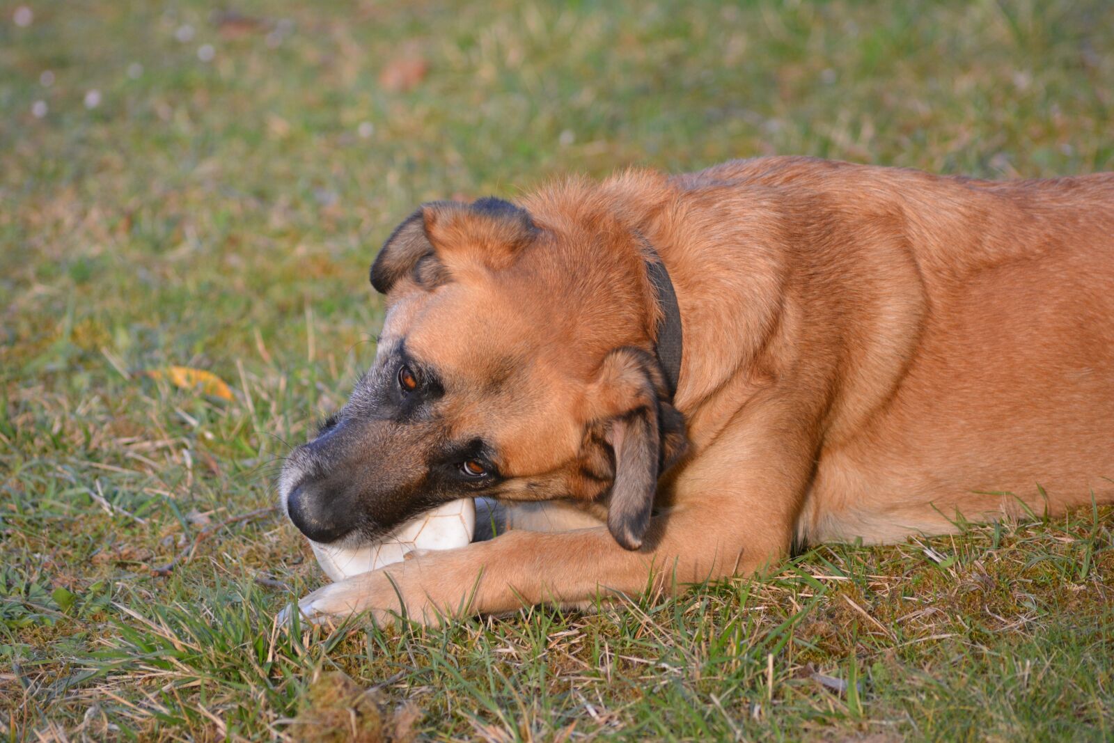 Nikon D5200 sample photo. Dog, game, animal photography