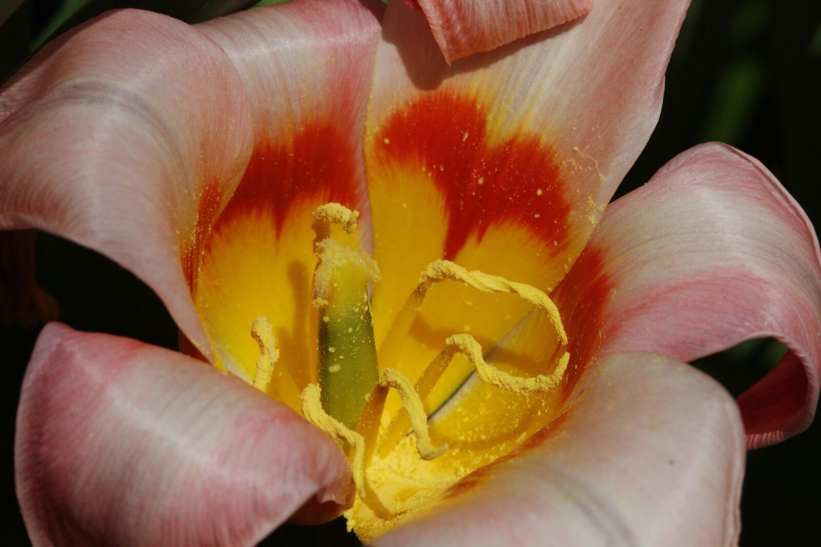 Canon EOS 5D Mark II sample photo. Macro, blossom, bloom photography