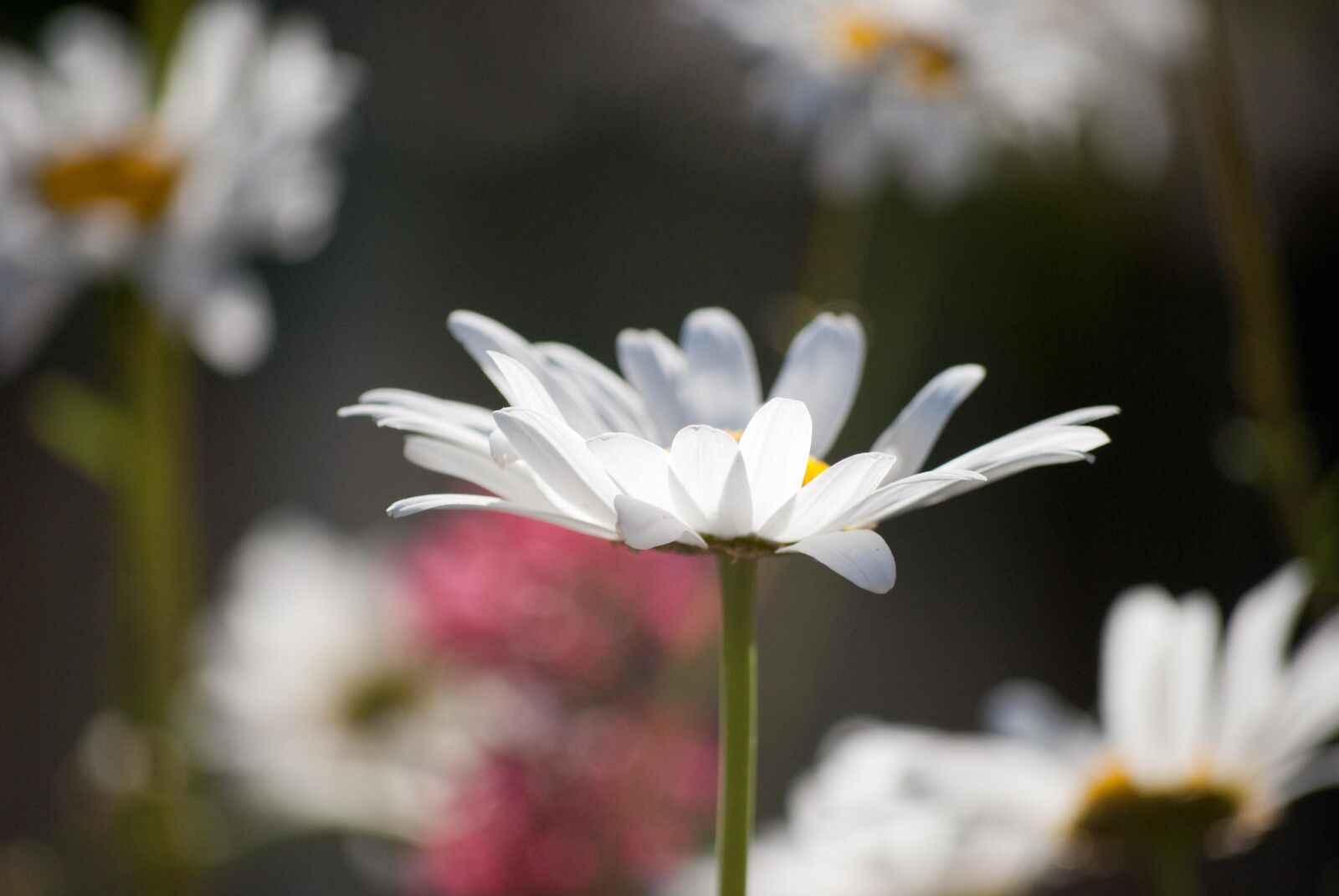 Nikon D60 sample photo. Flowers, margaret, nature photography