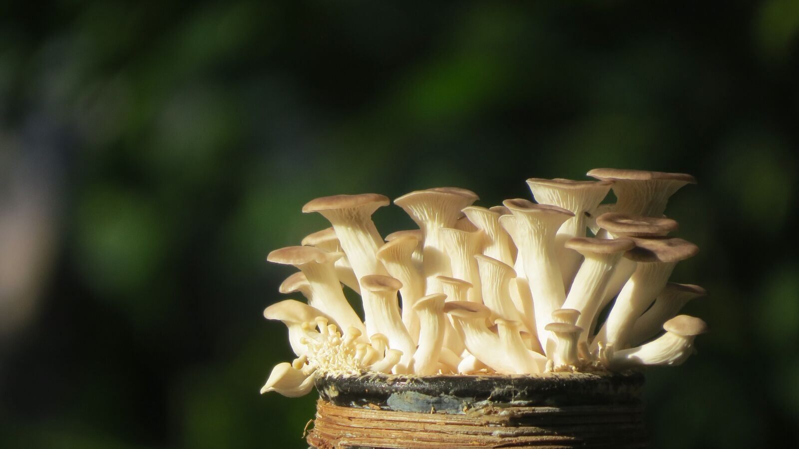 Canon PowerShot SX50 HS sample photo. Oyster mushroom bottle, yeast photography