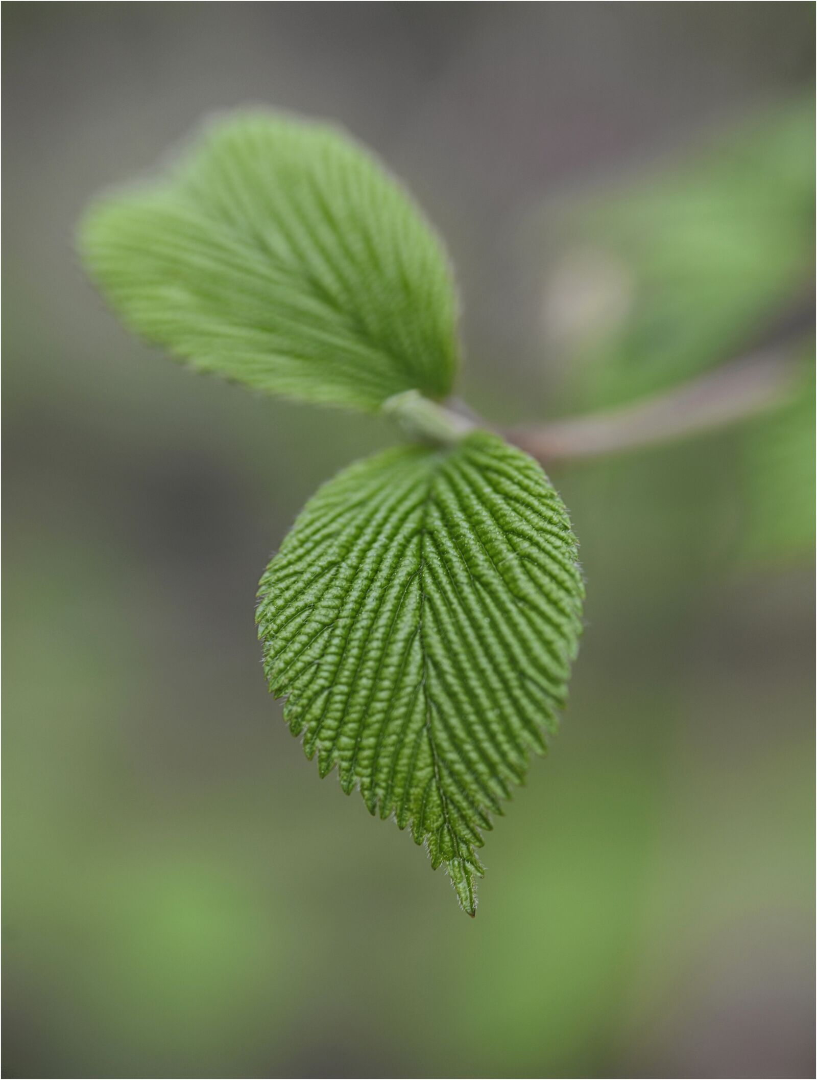 Nikon D610 sample photo. Leaf, color, green photography