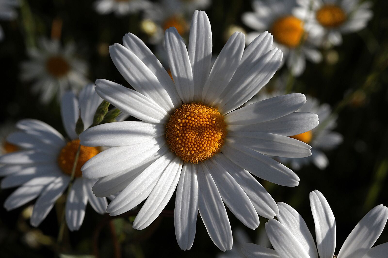 Canon EOS R sample photo. Marguerite, flower, korblütler photography
