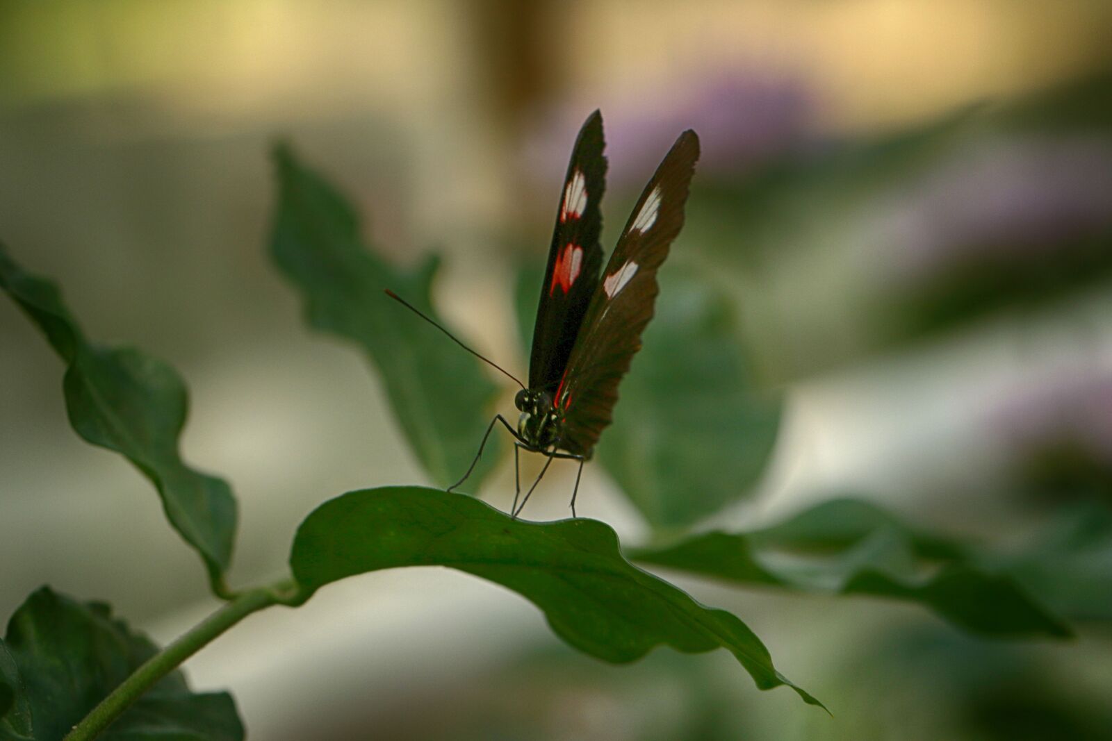Canon EOS 7D Mark II sample photo. Butterfly, nature, insect photography