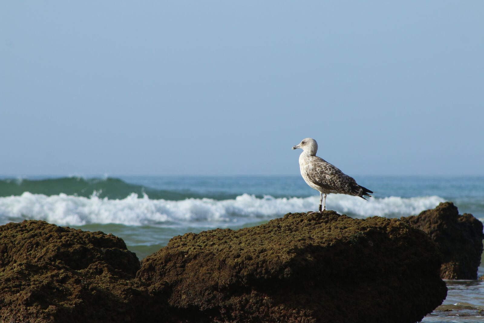 Canon EF 75-300mm f/4-5.6 USM sample photo. Vigilant, tranquility, mar photography