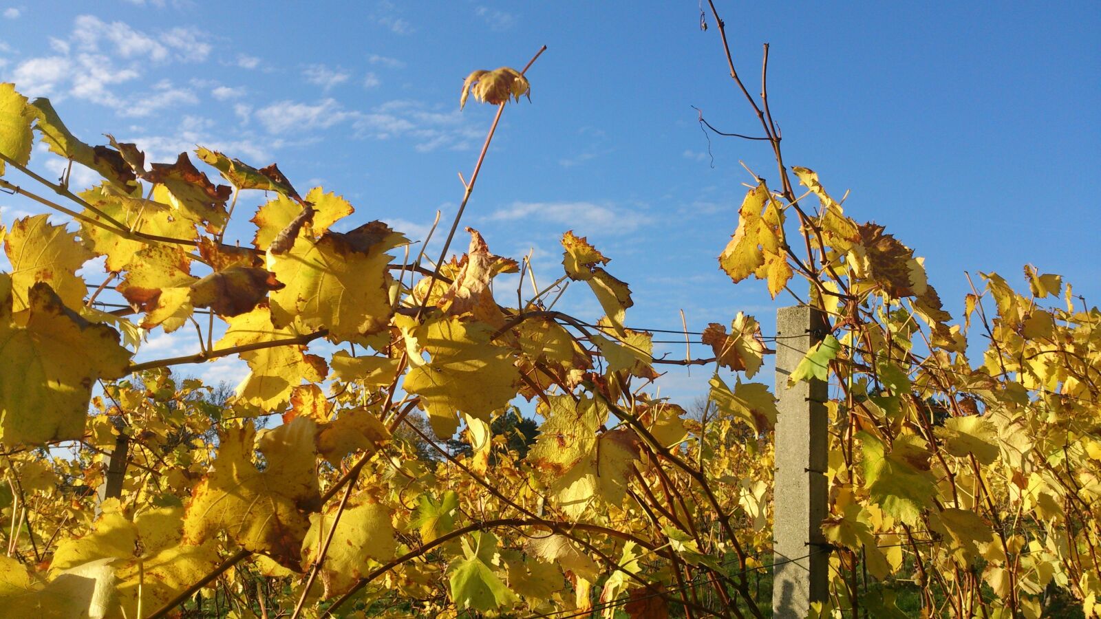 Sony Xperia V sample photo. Grapevine, autumn, leaves photography