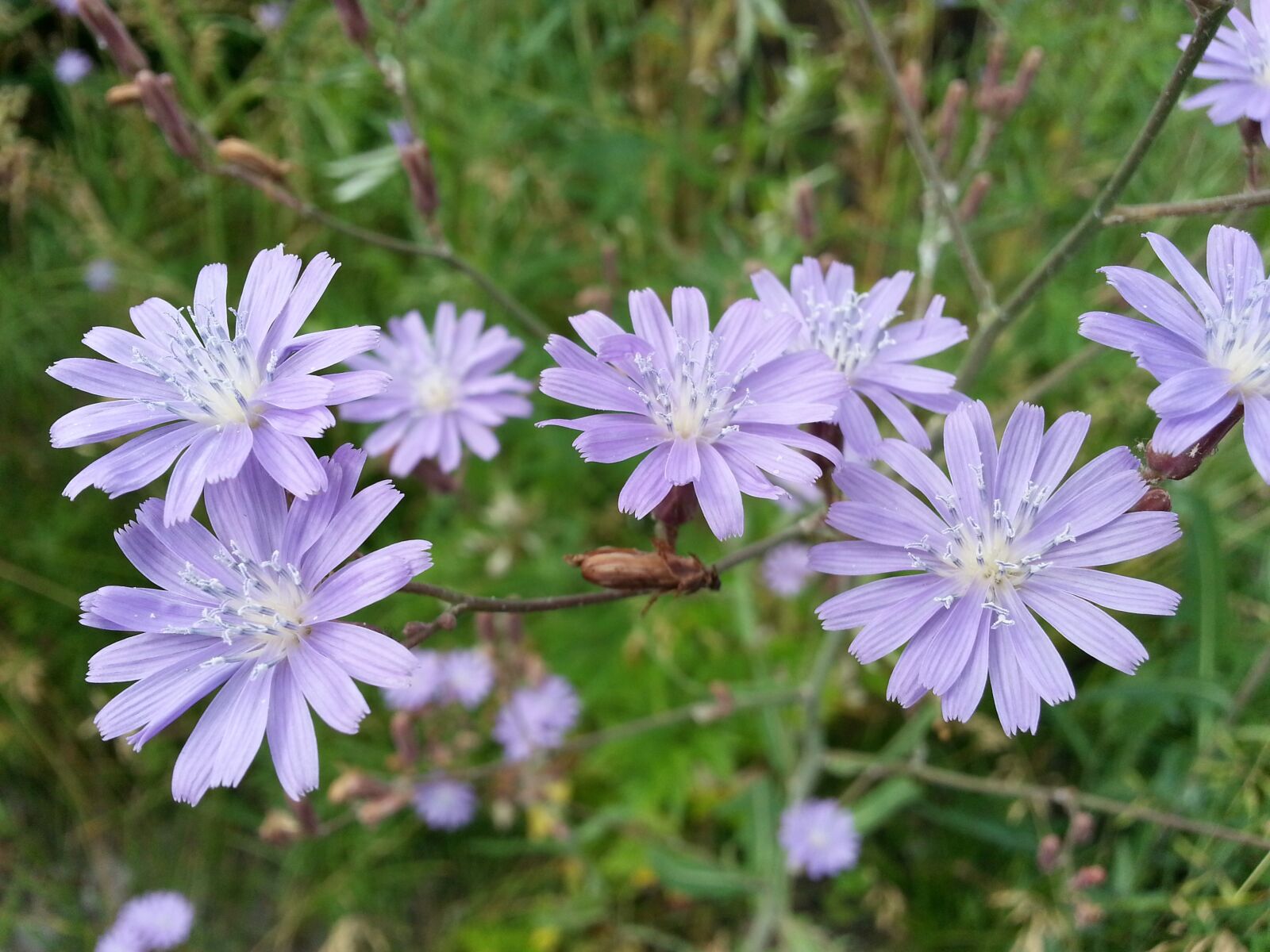 Samsung Galaxy S3 sample photo. Flowers, chicory, purple photography