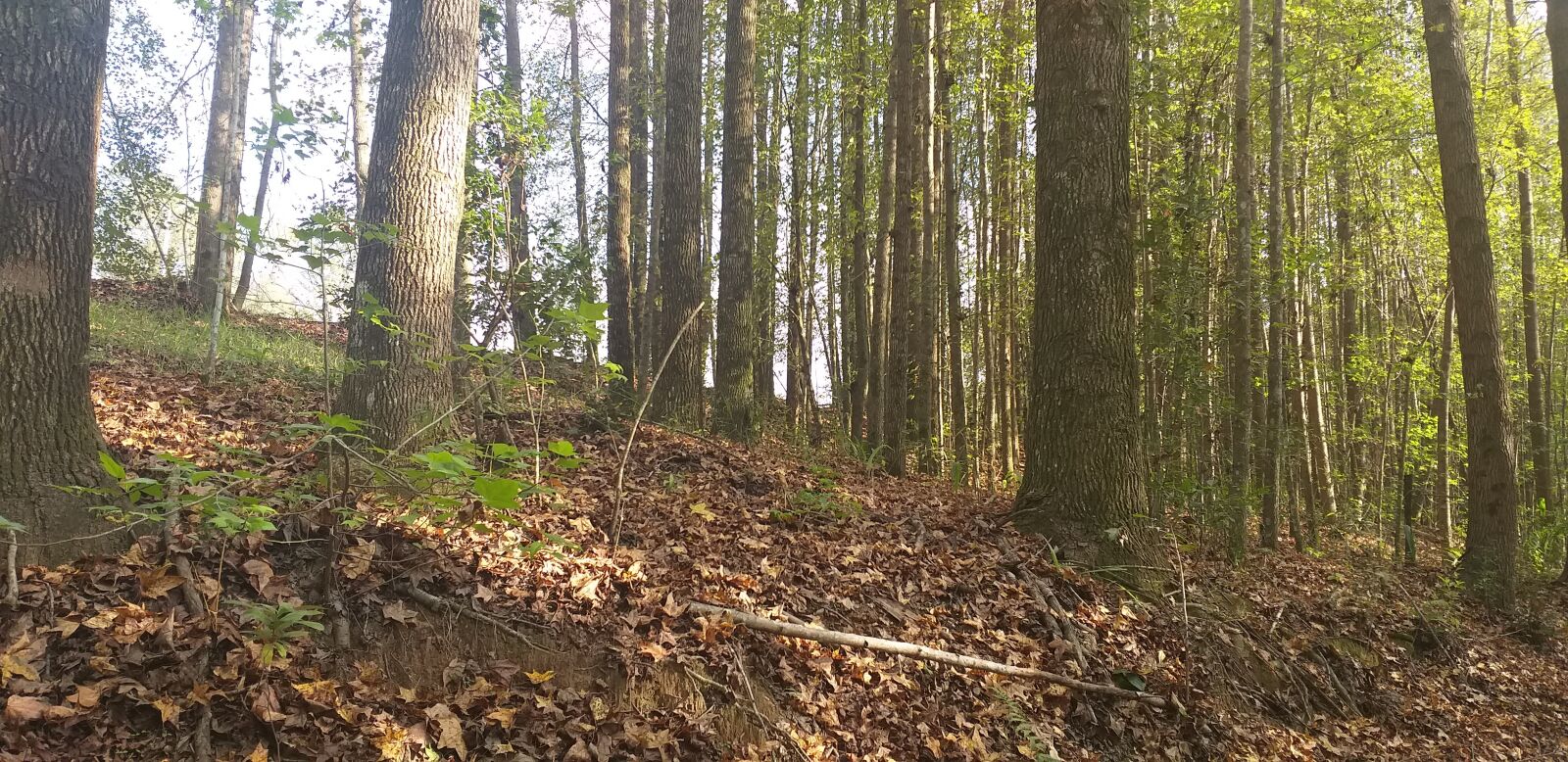 Samsung Galaxy J8 sample photo. Woods, gated community, trees photography