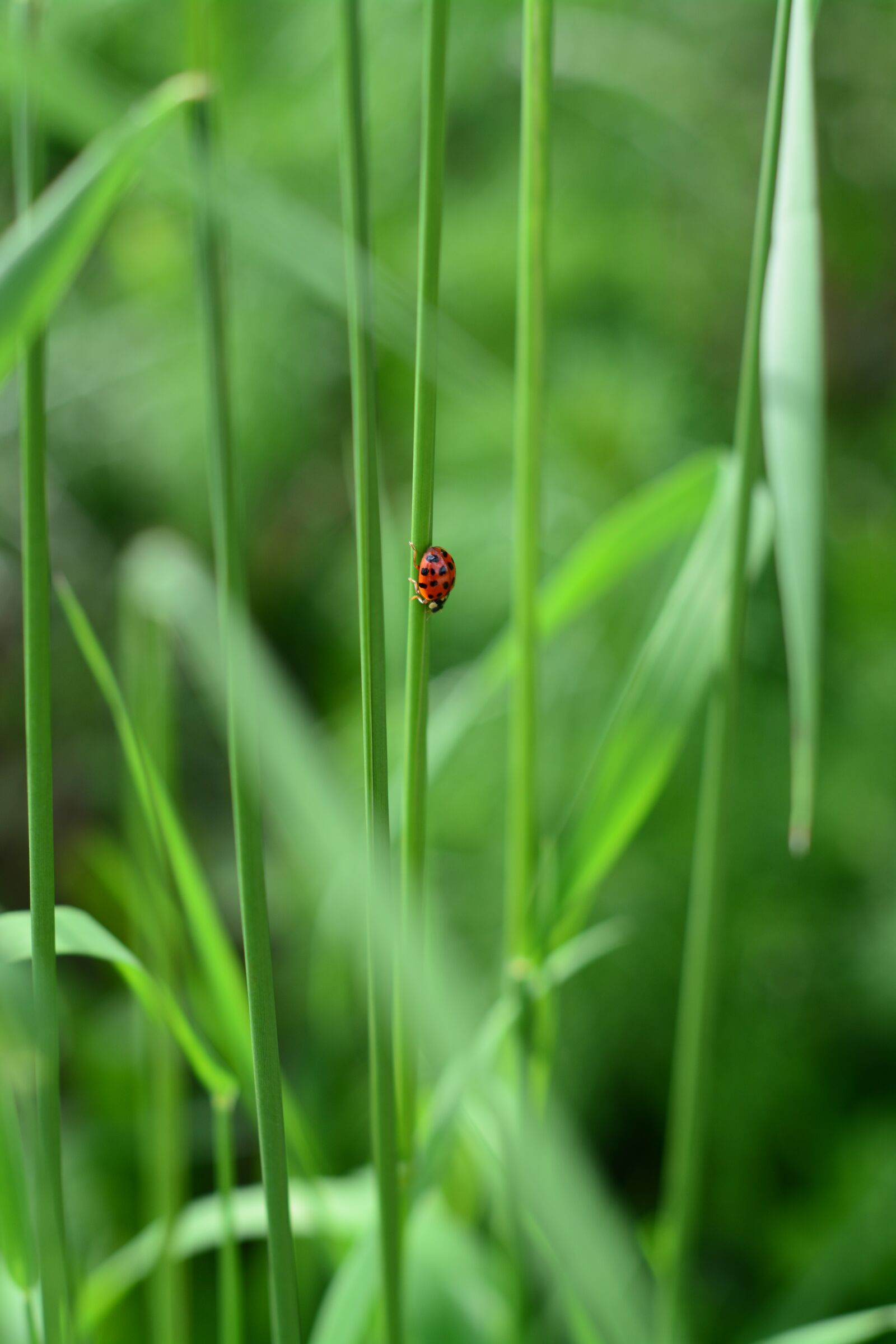 Nikon D7100 sample photo. Ladybug, green, nature photography