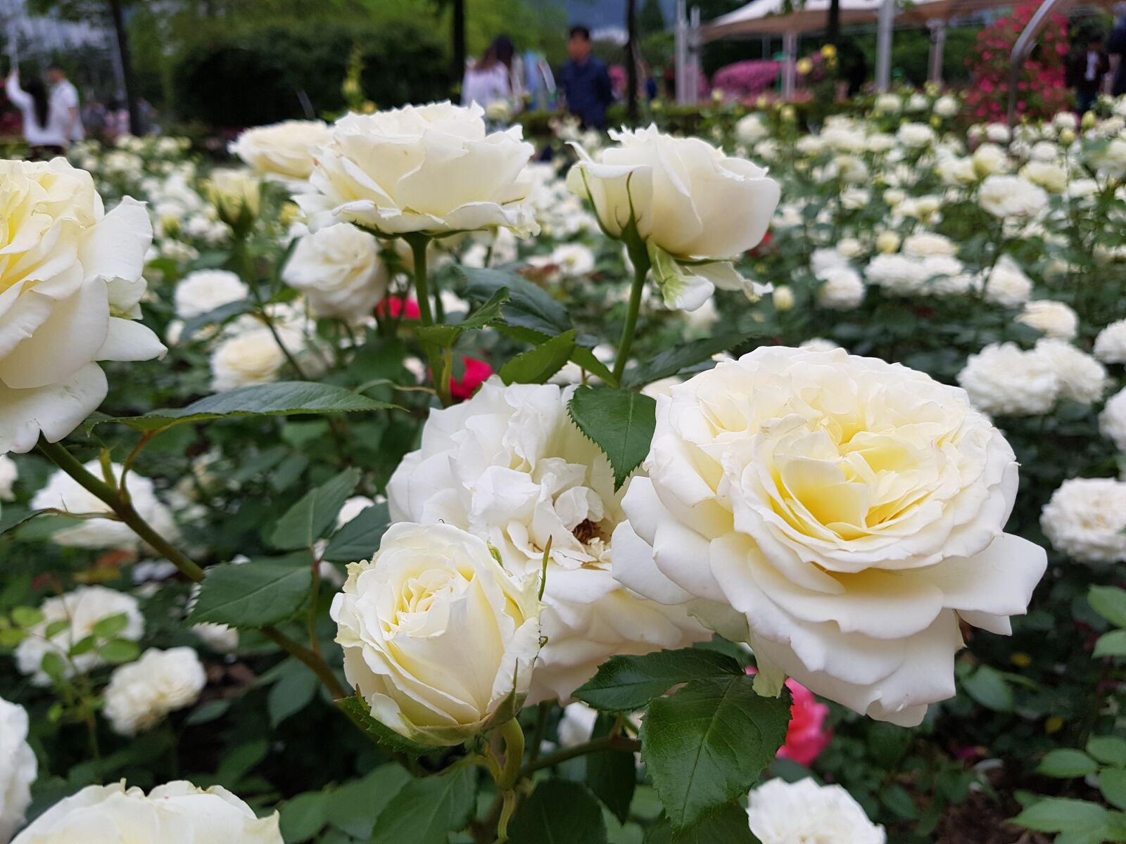 Samsung Galaxy S8 sample photo. Rose, park, korea photography