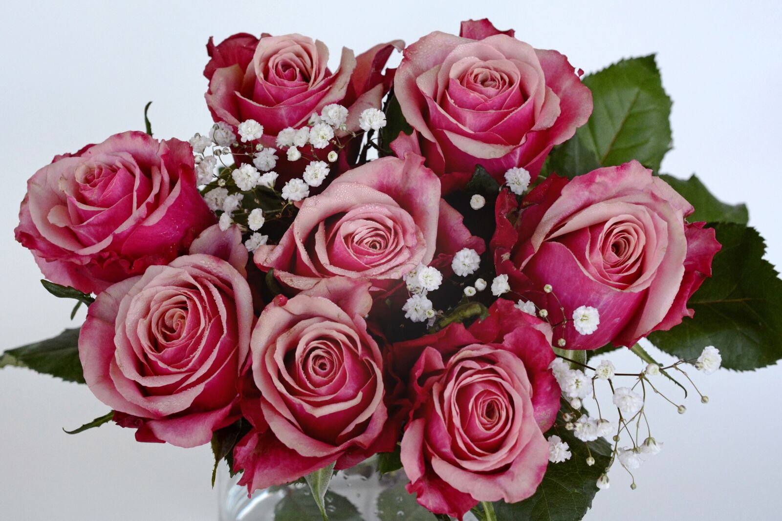 Nikon D7100 sample photo. Roses, flowers, rose flower photography